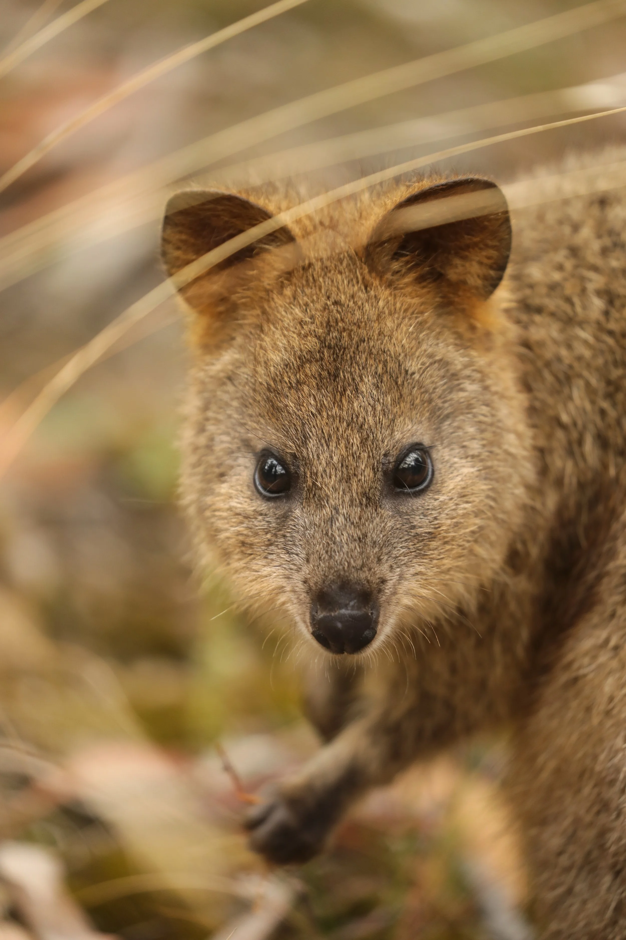 Close-up of a quokka, peering through tall grass in a natural habitat.