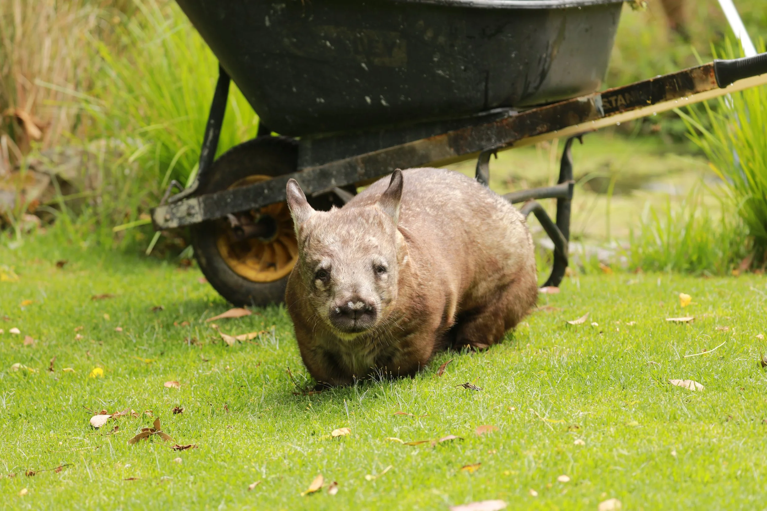 A wombat standing on green grass with a wheelbarrow in the background.