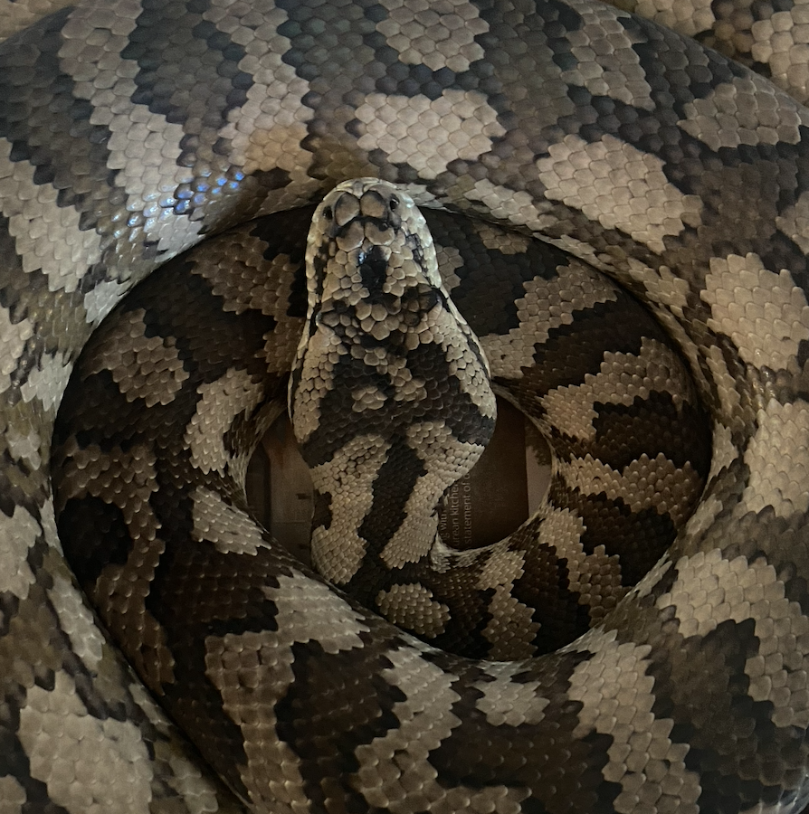 Australian Pythons | Explore Australian Pythons – Book a Encounter ...