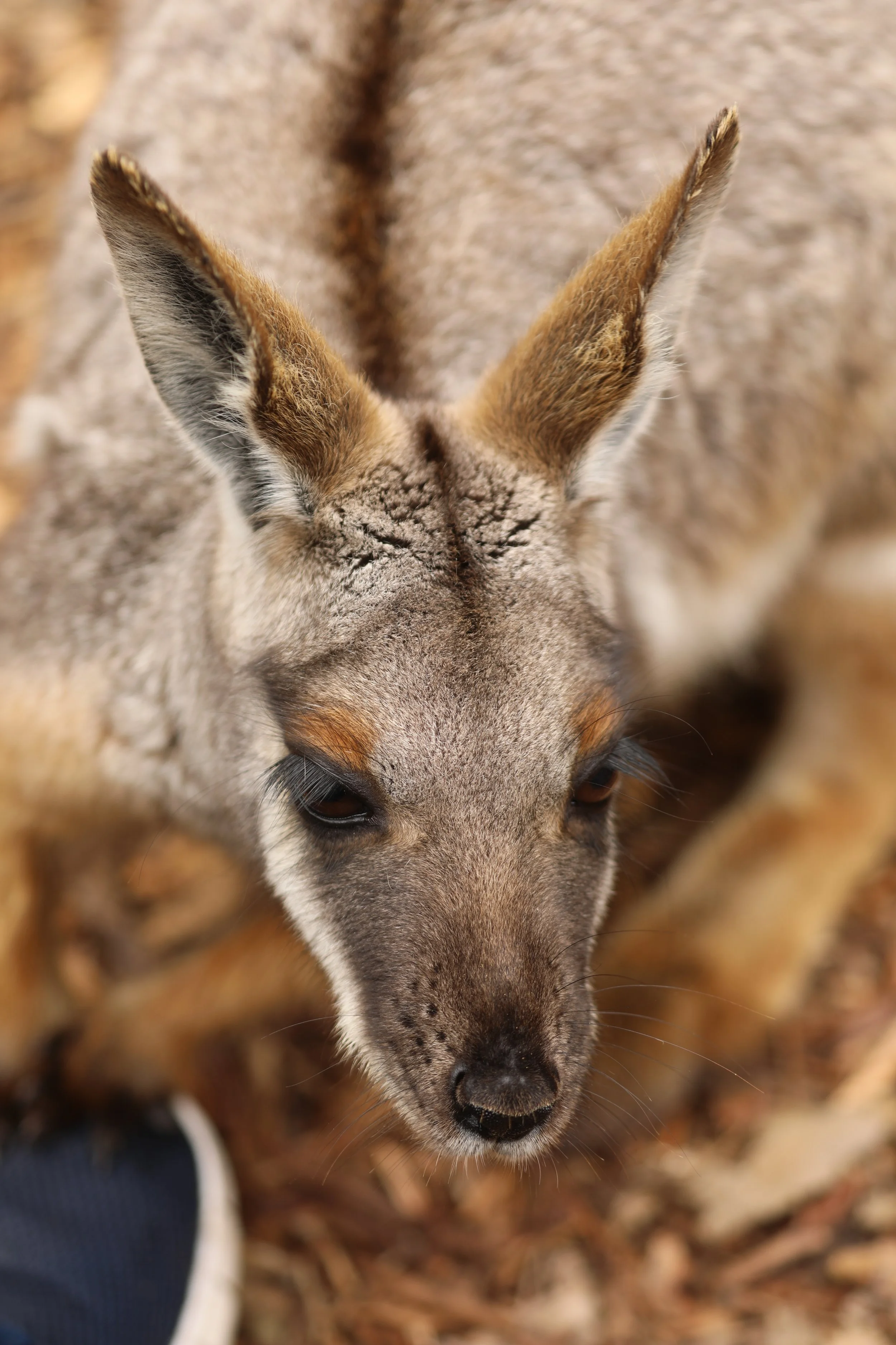 Close-up of a young wallaby with large ears and gray fur, standing on a ground covered with leaves.