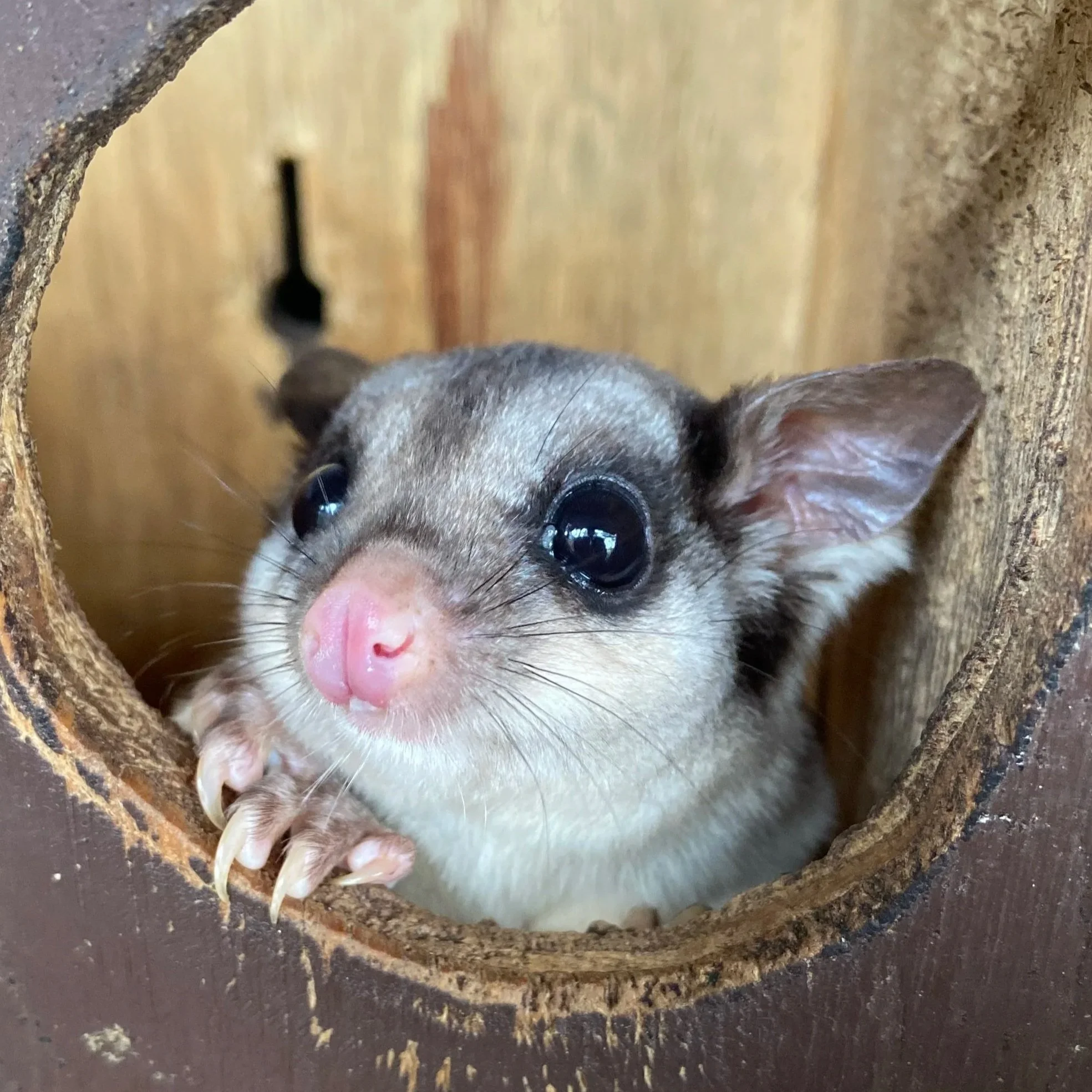 A squirrel glider peeking out of a circular wooden hole, showing its face with big black eyes and small pink nose.