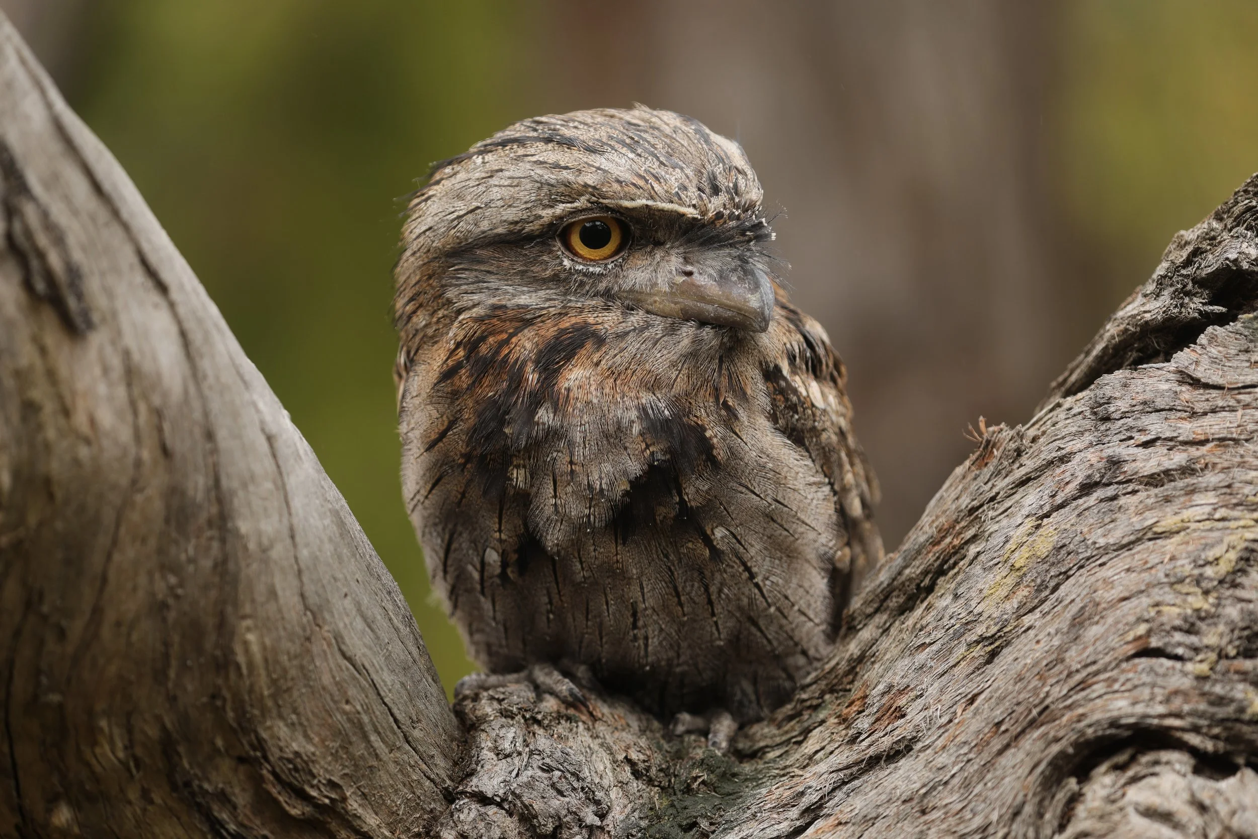 A close-up of a tawny frogmouth perched on a tree branch.