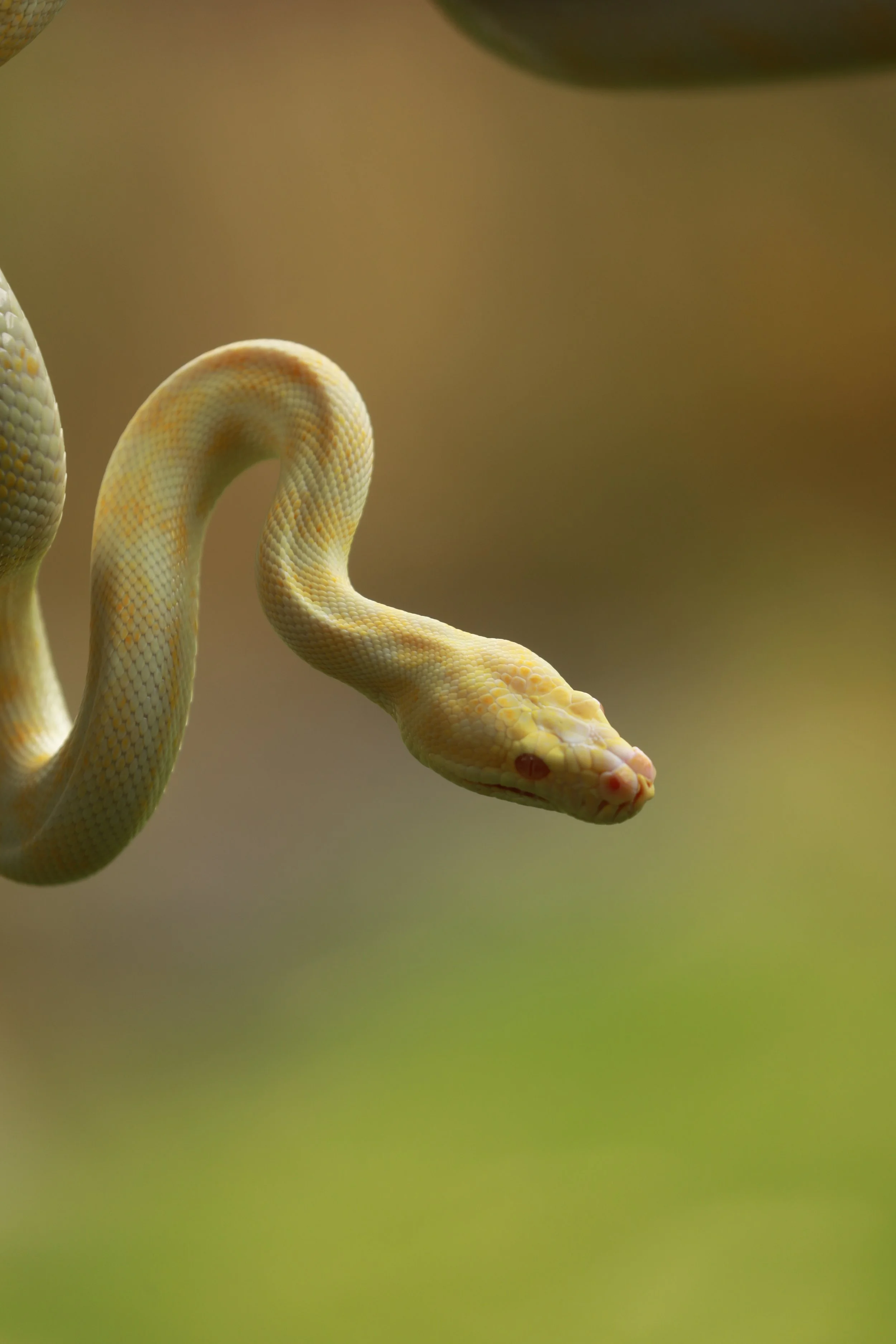 Close-up of a pale yellow snake with reddish eyes, coiled and curved, on a blurred natural background.