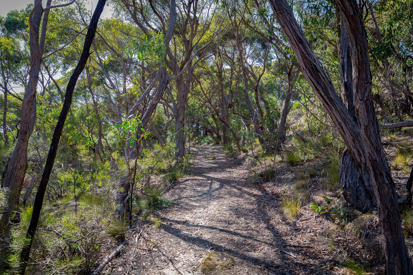 A dirt trail winding through a dense forest with trees and green foliage, with sunlight filtering through the leaves.