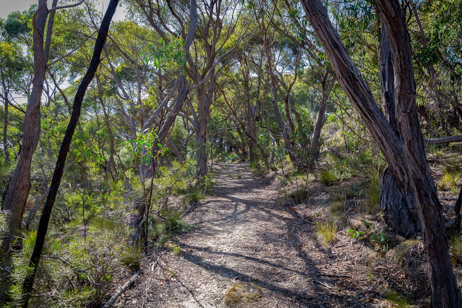 A dirt trail winding through a dense forest with trees and green foliage, with sunlight filtering through the leaves.