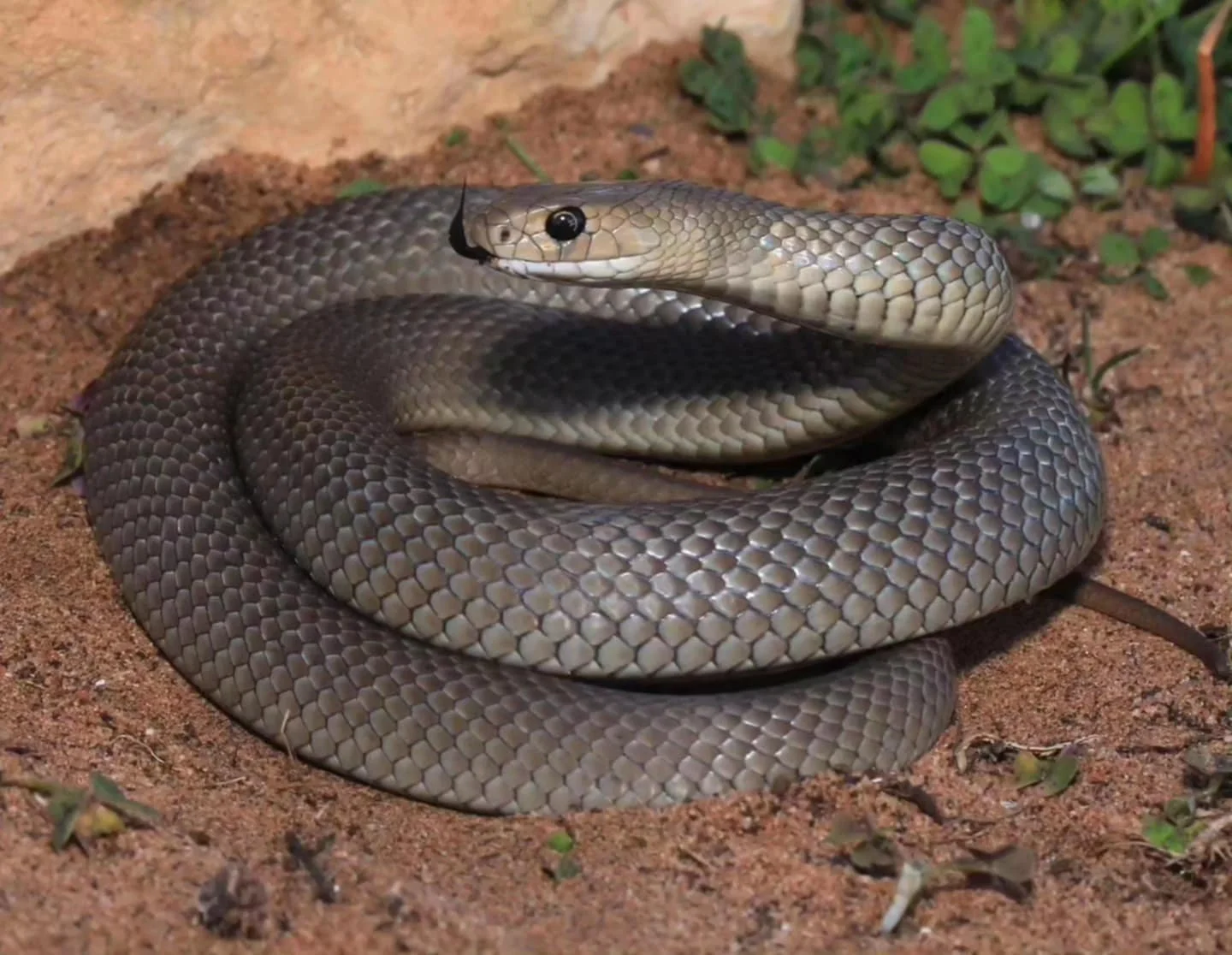 A snake coiled on desert sand with green plants nearby.
