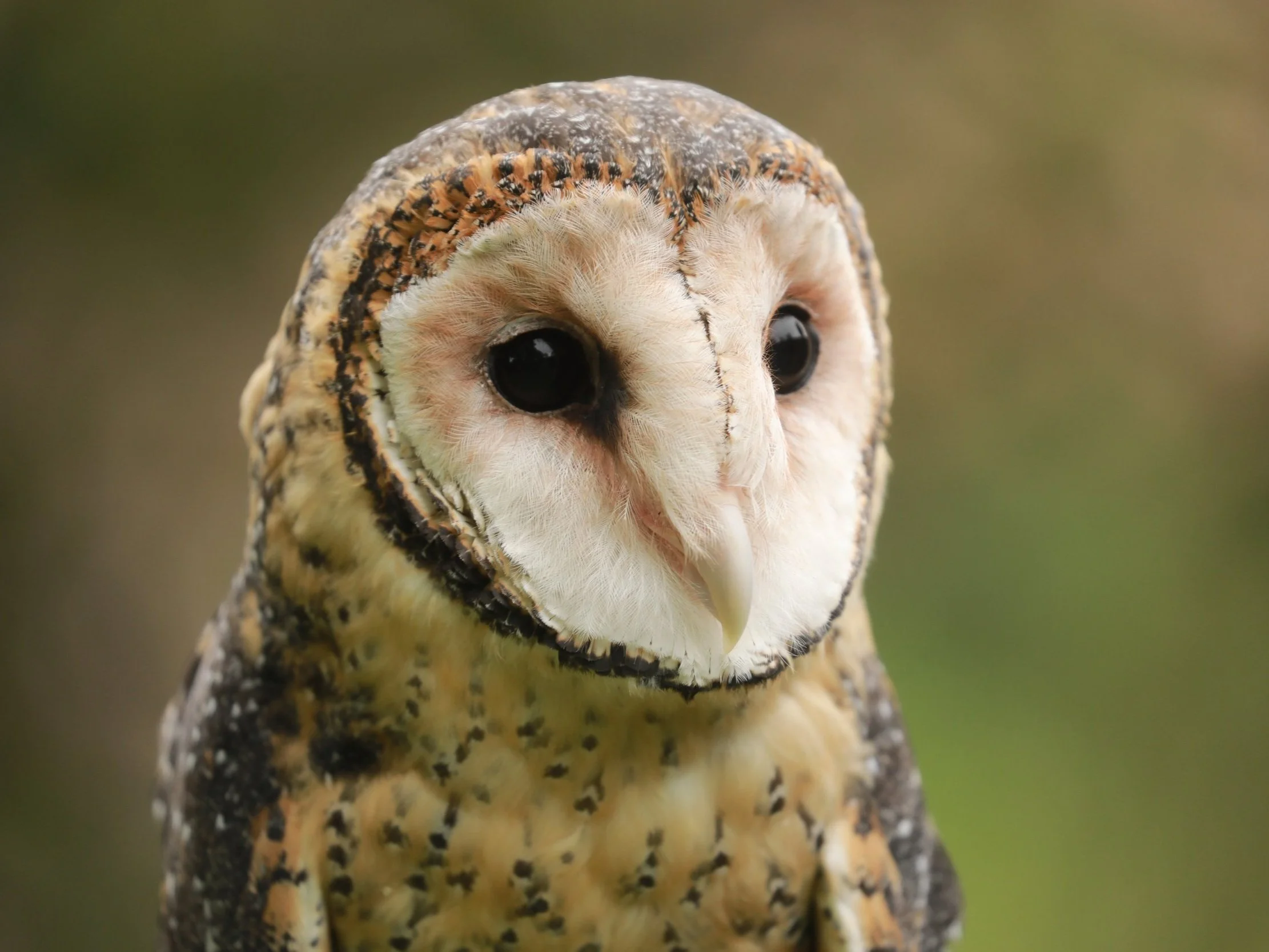 Close-up of an owl with large black eyes, a sharp beak, and a mixture of light and dark feathers, set against a blurred natural background.