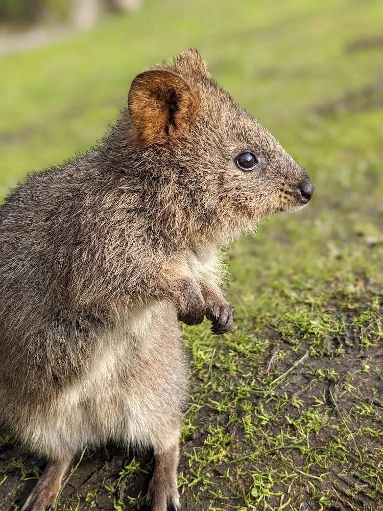 A quokka standing on its hind legs on grass and dirt, with a blurred green background.