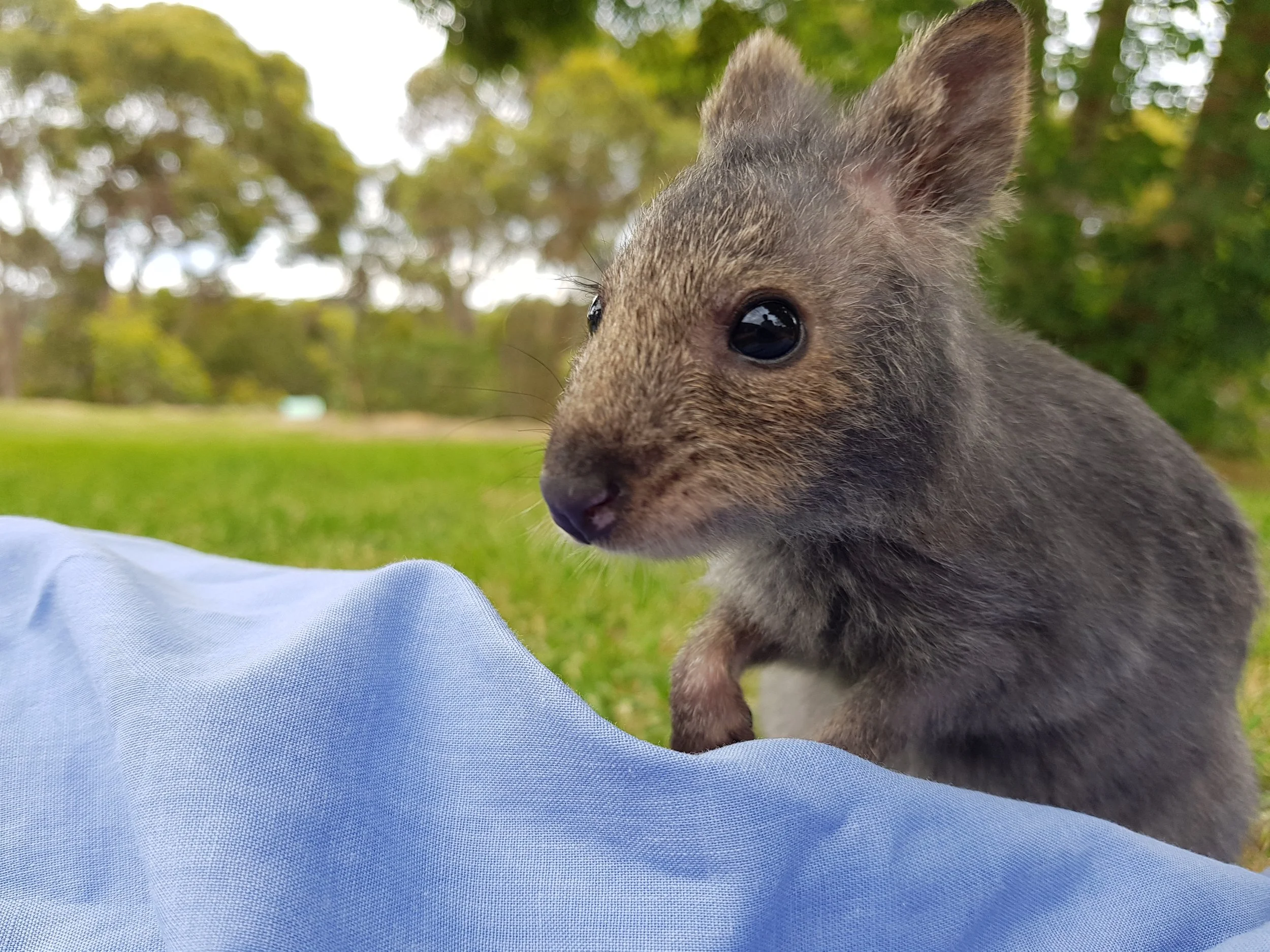Close-up of a young Quokka outdoors on grass with trees in the background.