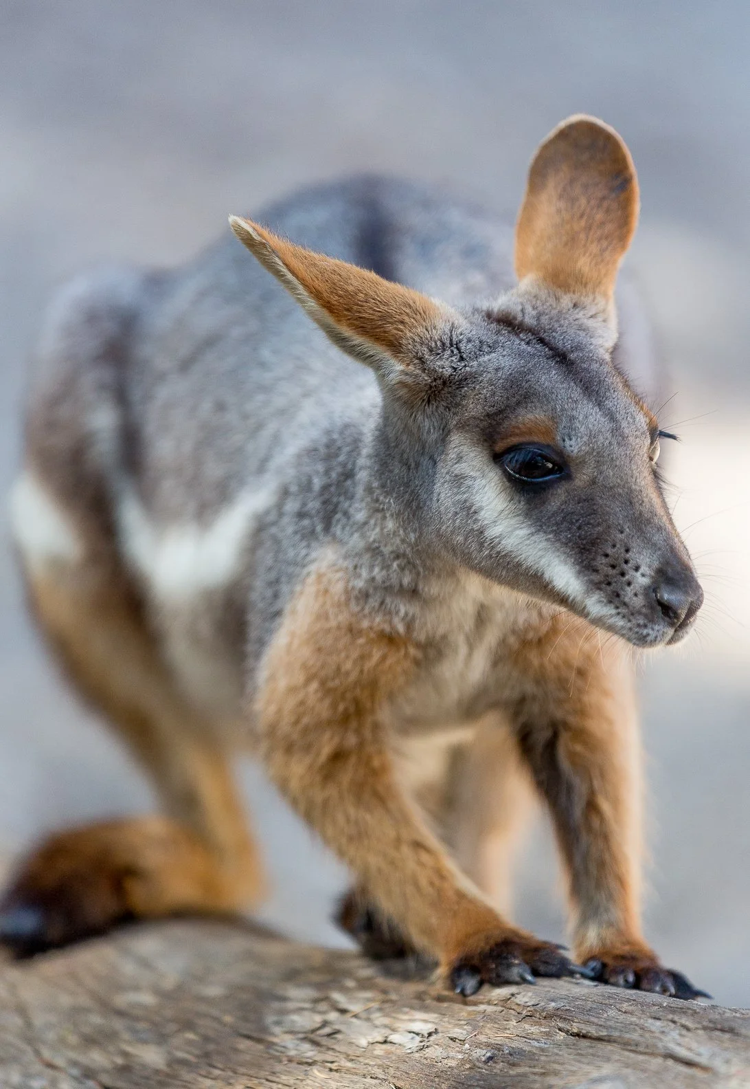 Close-up of a wallaby with gray and brown fur, sitting on a piece of wood.