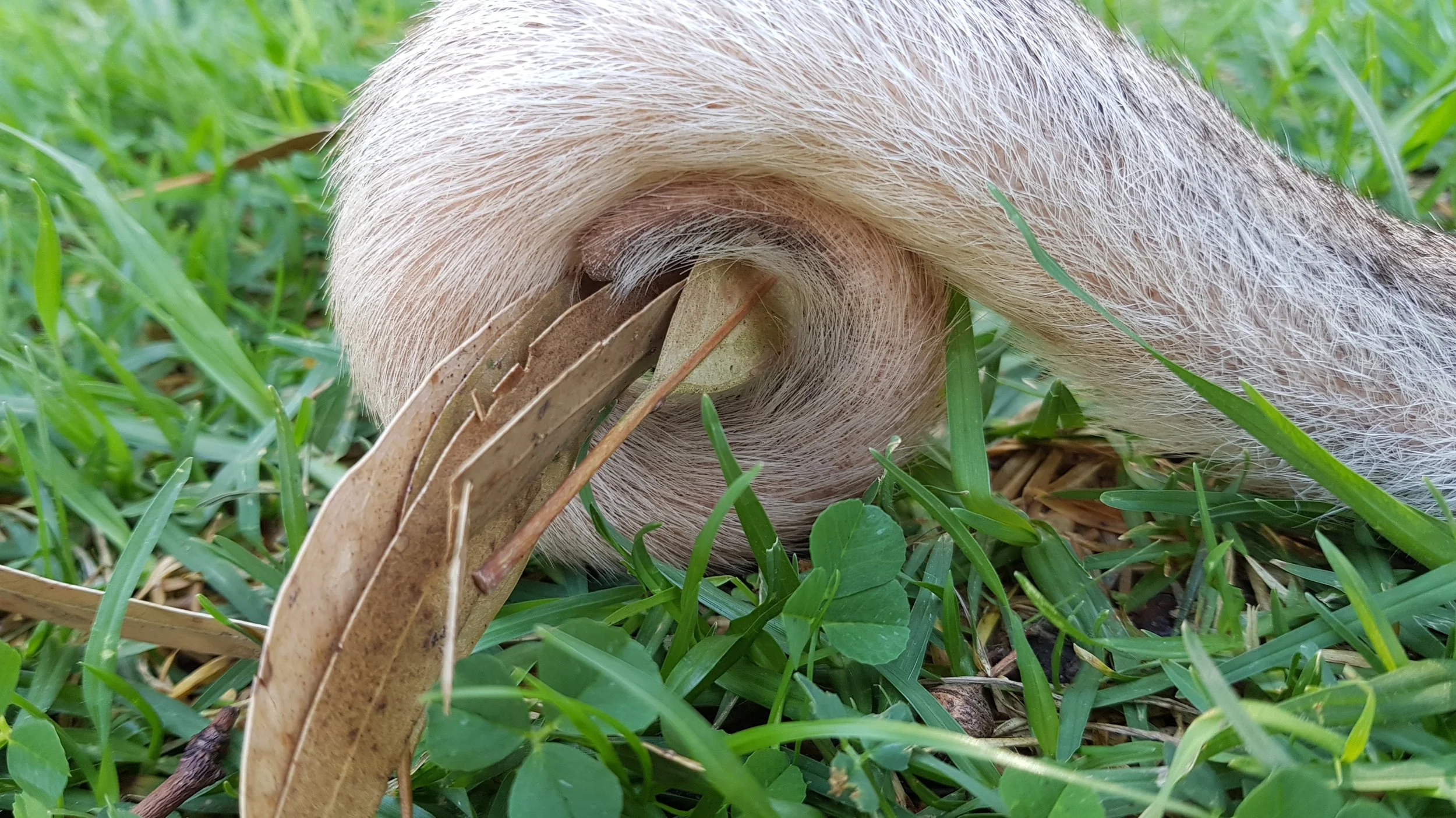 Close-up of a bettong's  tail curled on green grass with a dry brown leaf and blade of grass in the foreground.