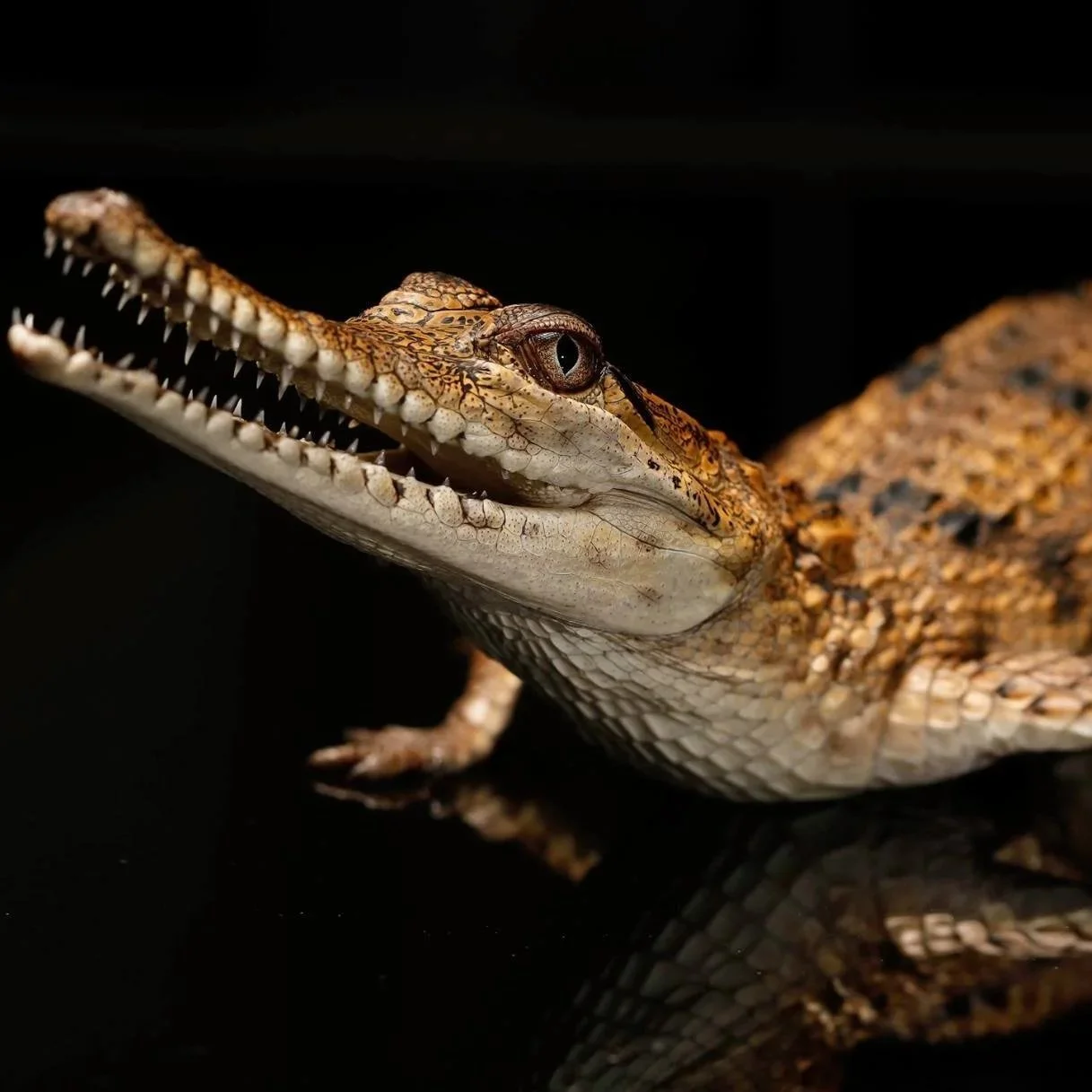 A detailed close-up of a crocodile's head with a focus on its eye and open mouth, showing sharp teeth, against a black background.