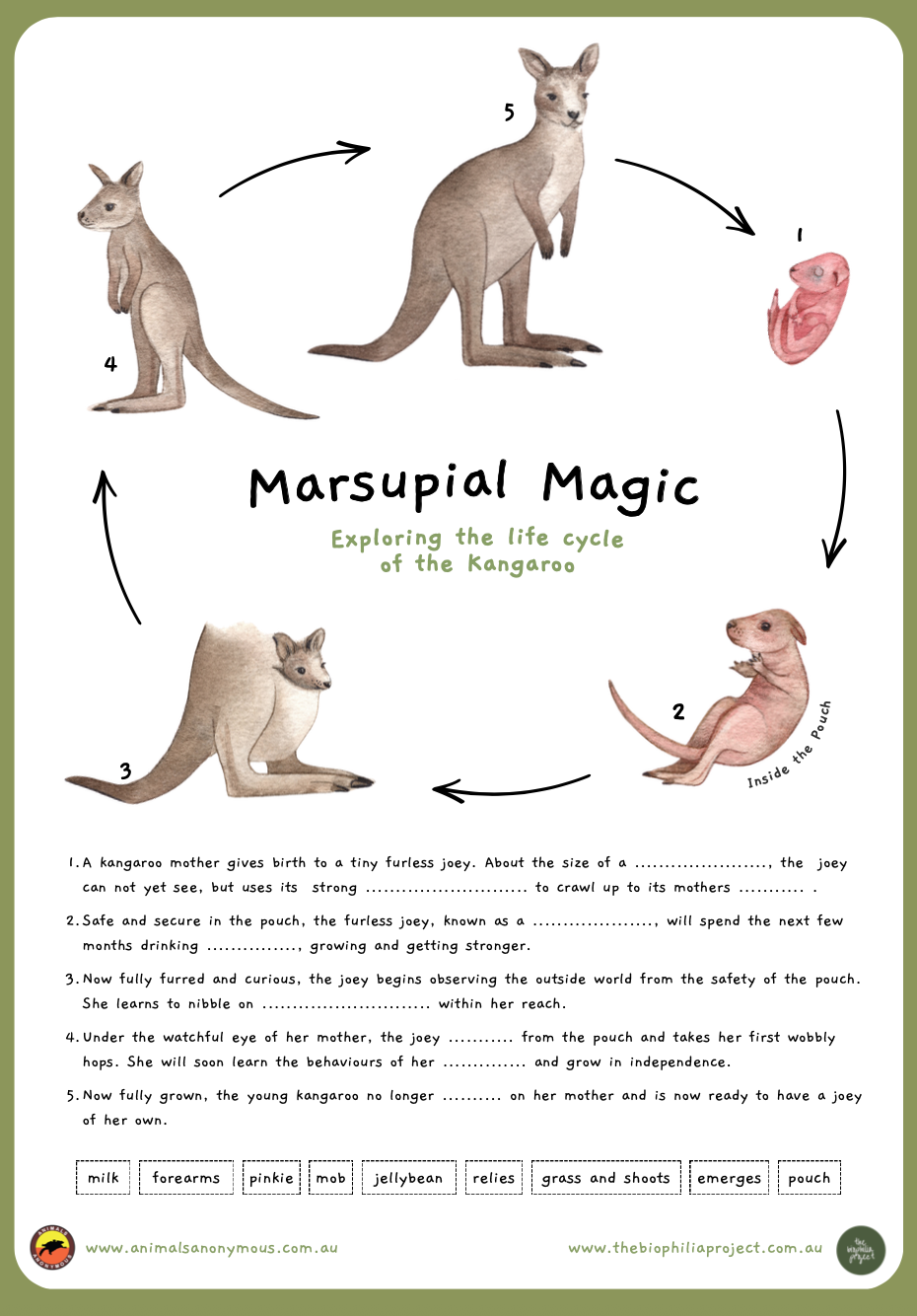 Illustration of the life cycle of a kangaroo, showing stages from a pouch young to an adult kangaroo with arrows indicating progression.