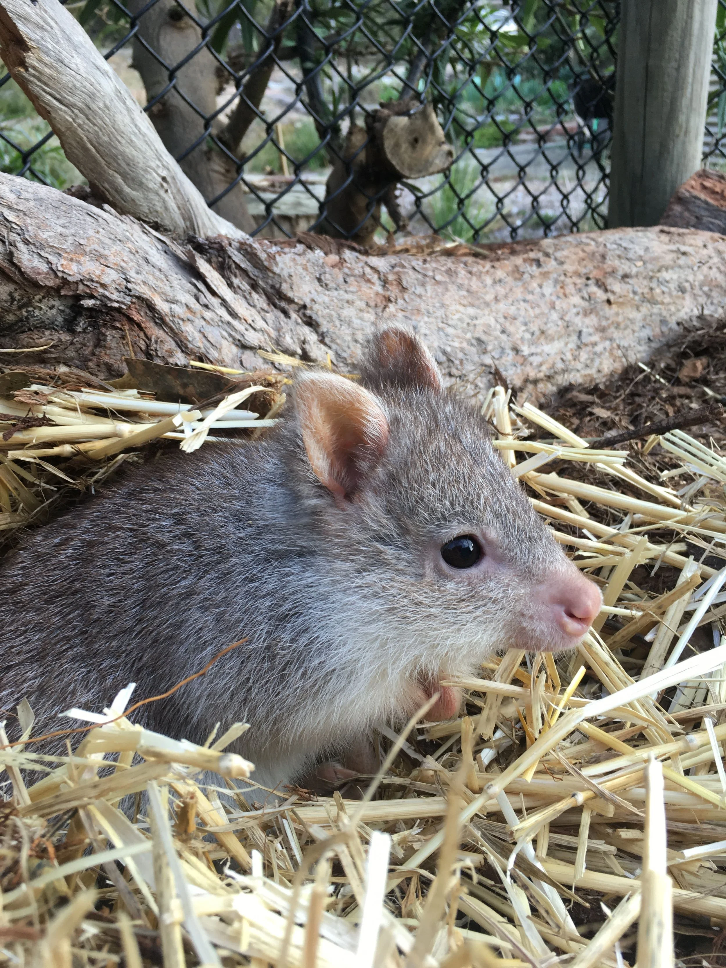 A rufous bettong, lying on shredded straw bedding with tree logs in the background.