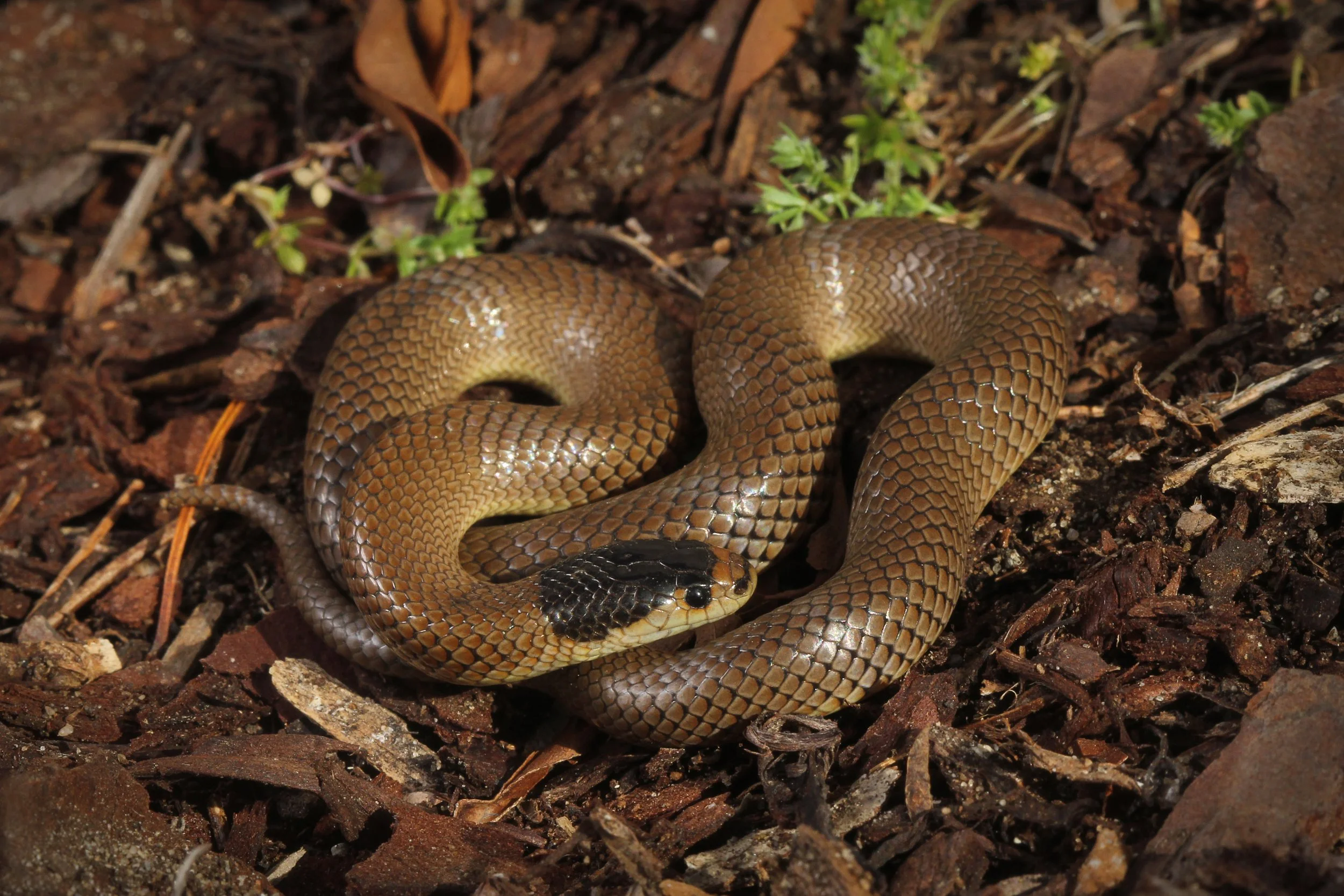 A coiled snake on the ground with brown scales and a black pattern on its head, surrounded by dirt and small plants.