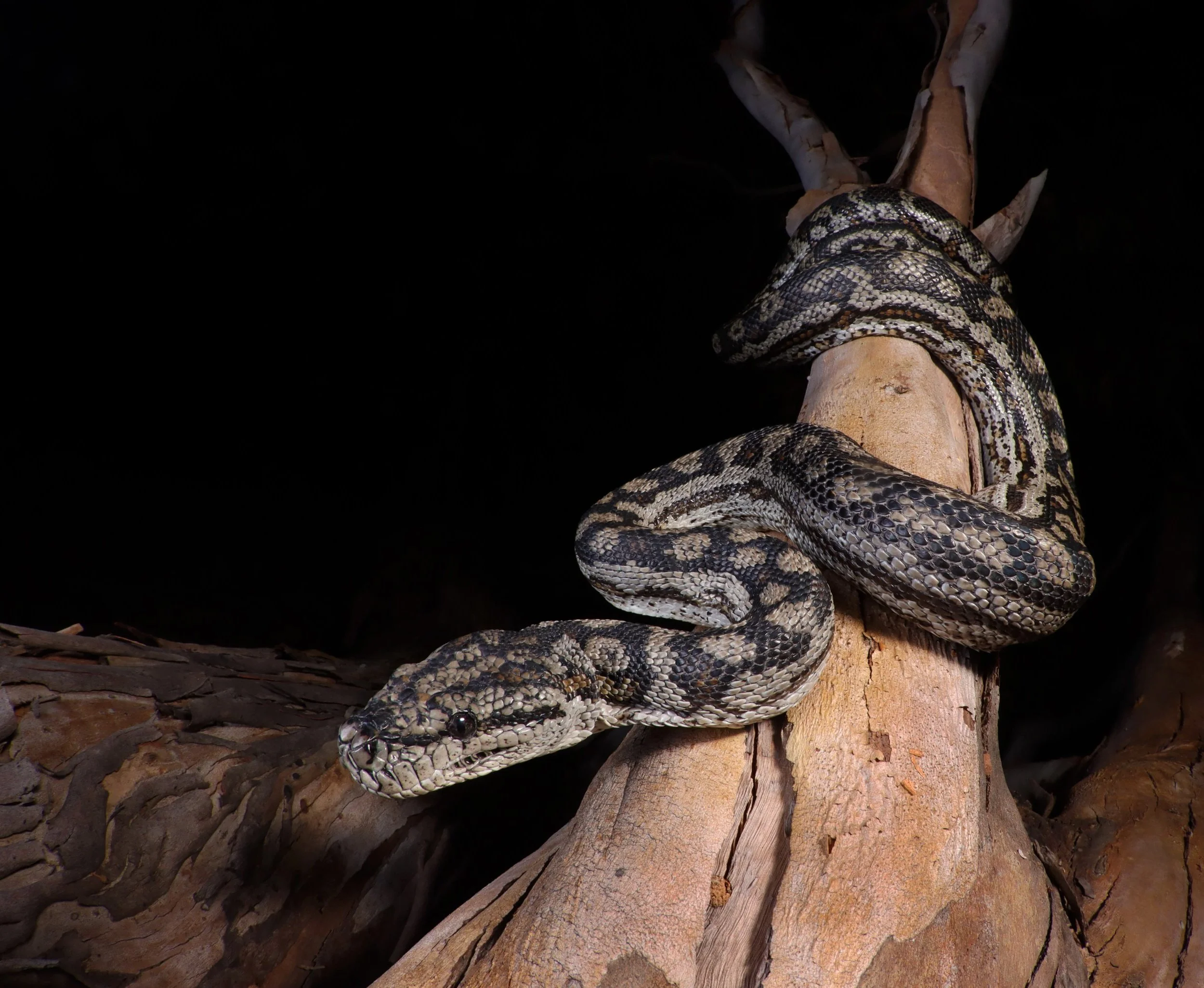 A snake coiled around a tree trunk at night, blending with the dark background.