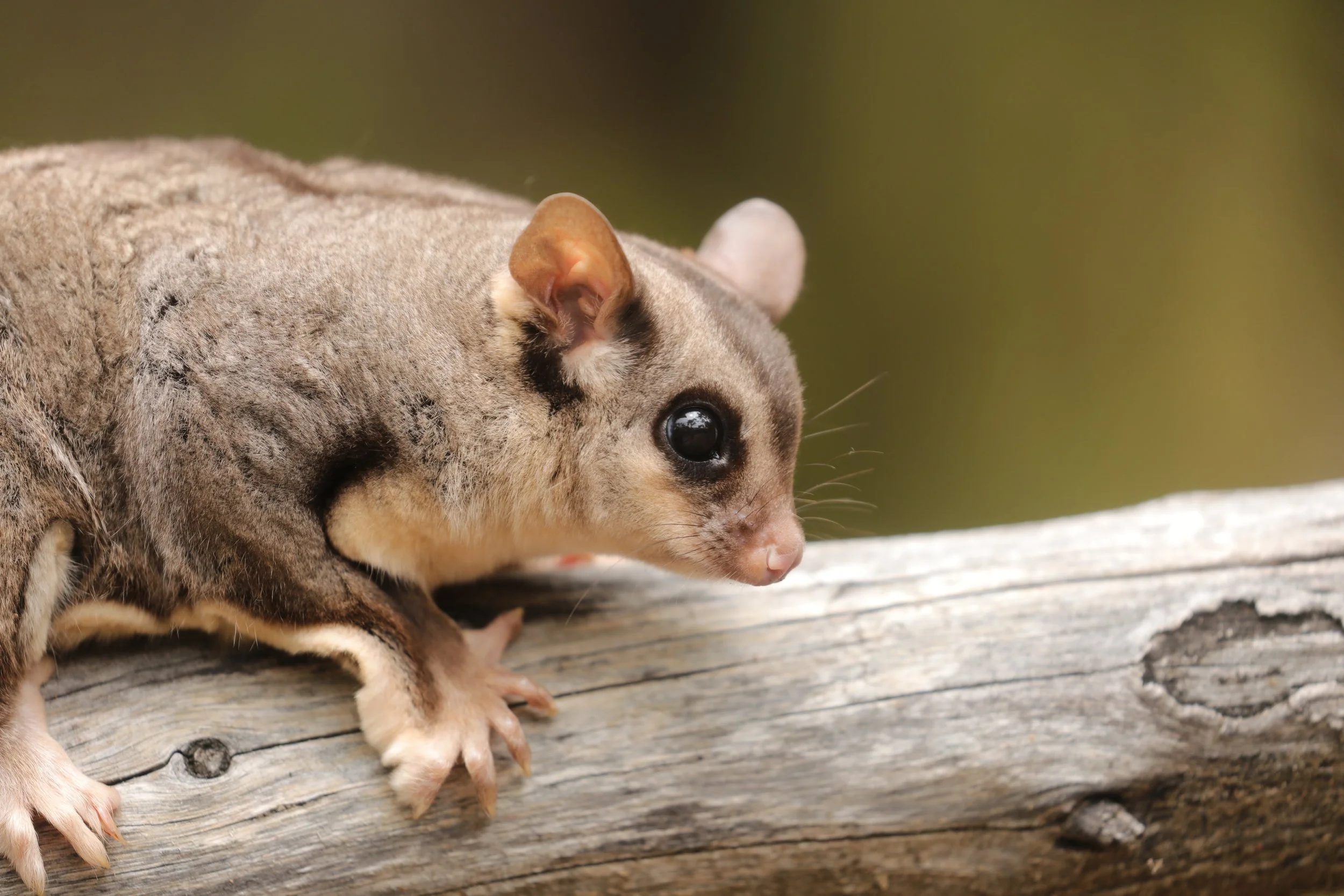Close-up of a Squirrel glider on a tree branch, showing its large, dark eyes and gray-brown fur.