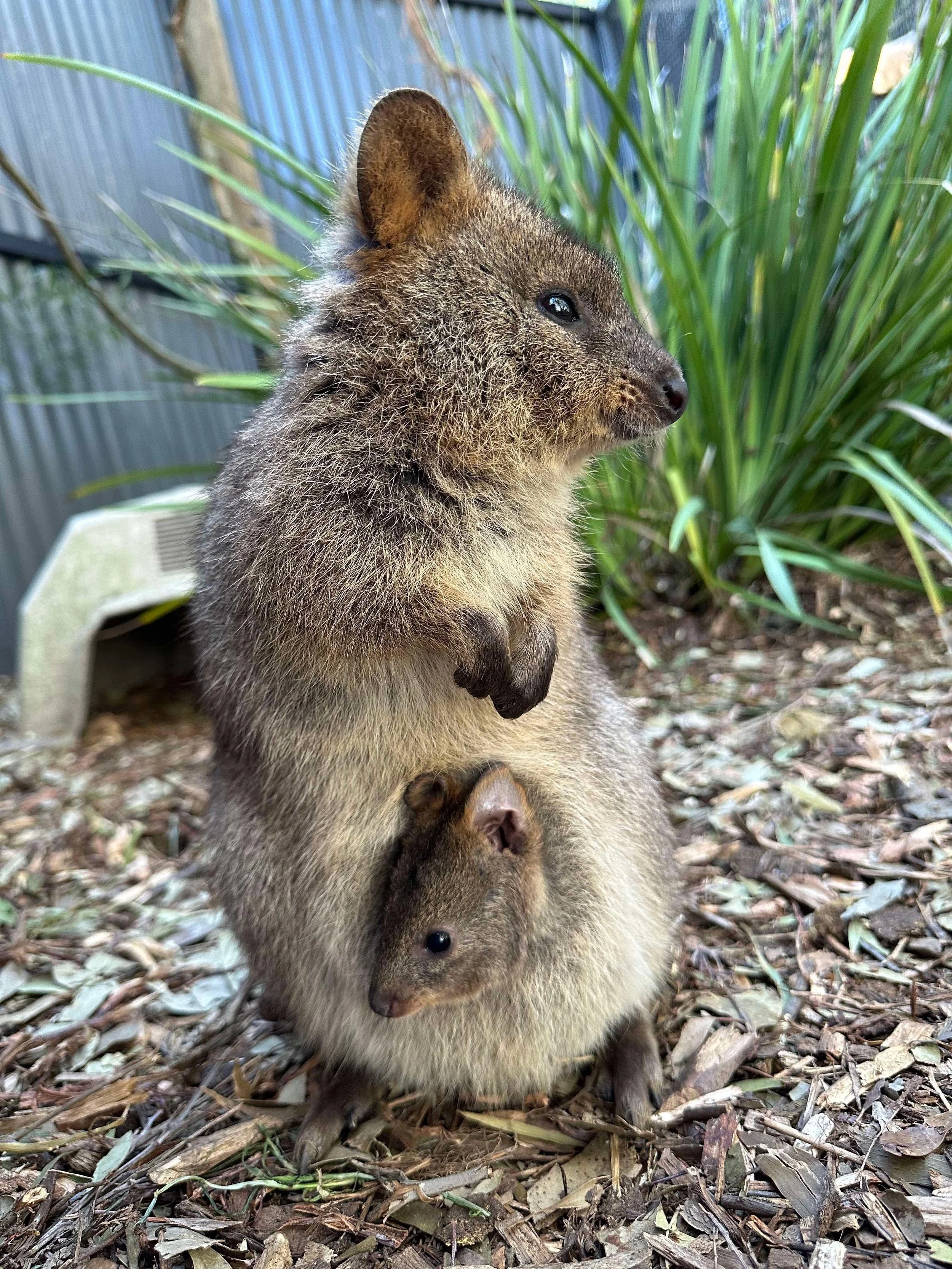 A quokka with a baby quokka in its pouch, standing on a bed of wood chips near green plants.