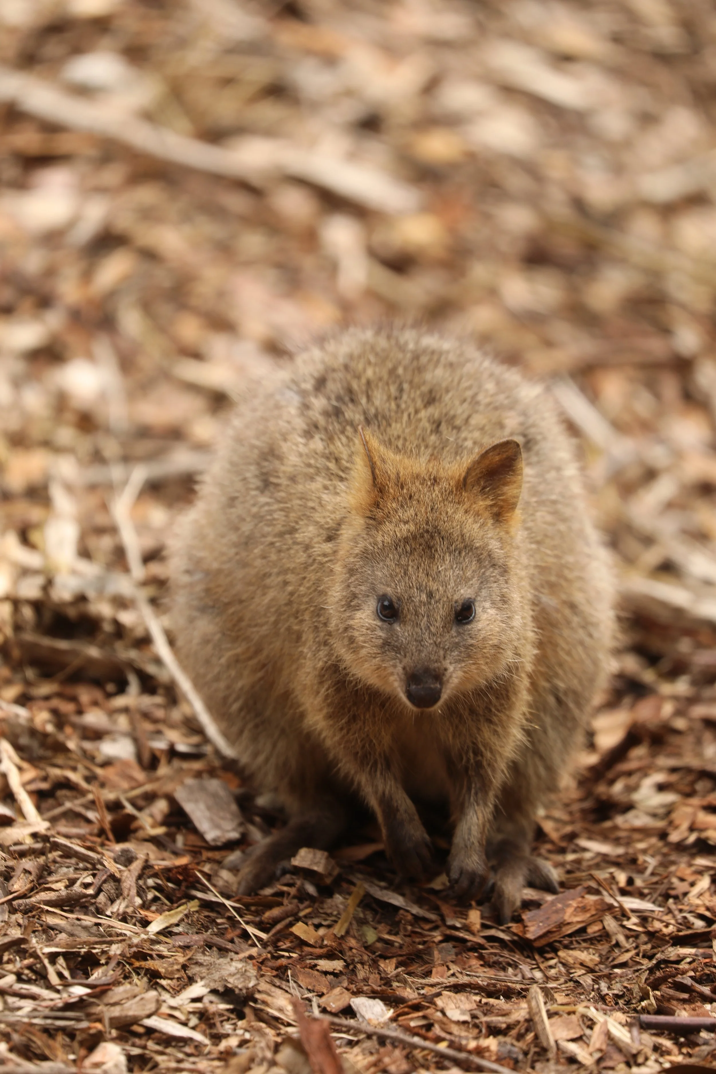 A quokka standing on leaf-covered ground, facing the camera.
