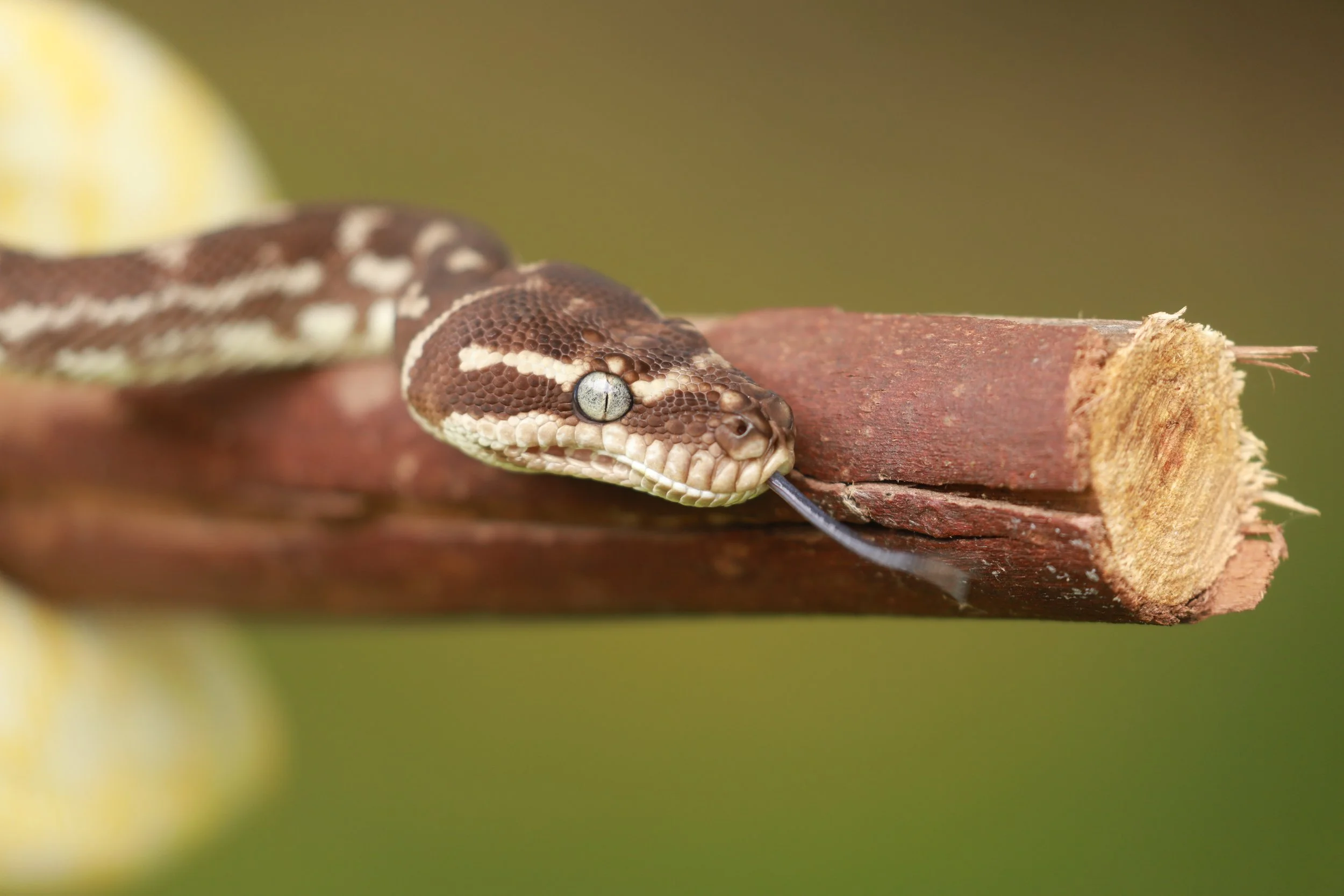 Close-up of a snake with brown and white markings, resting on a piece of wood with its tongue sticking out.