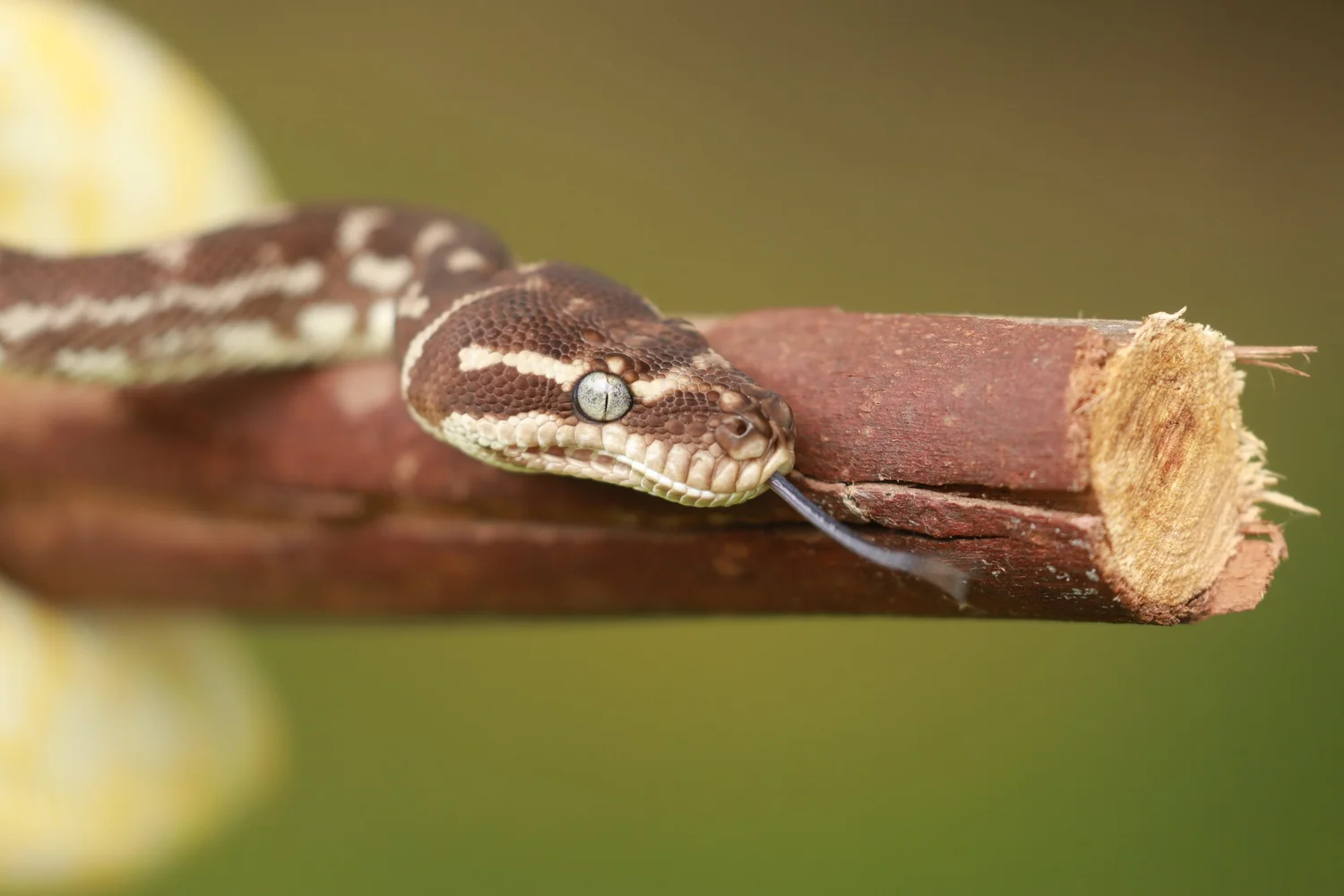 Australian Pythons | Explore Australian Pythons – Book a Encounter ...