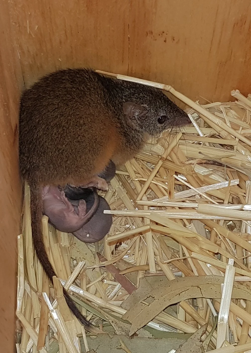 A small mammal with brown fur nursing a tiny pink mouse inside a wooden enclosure with straw bedding.