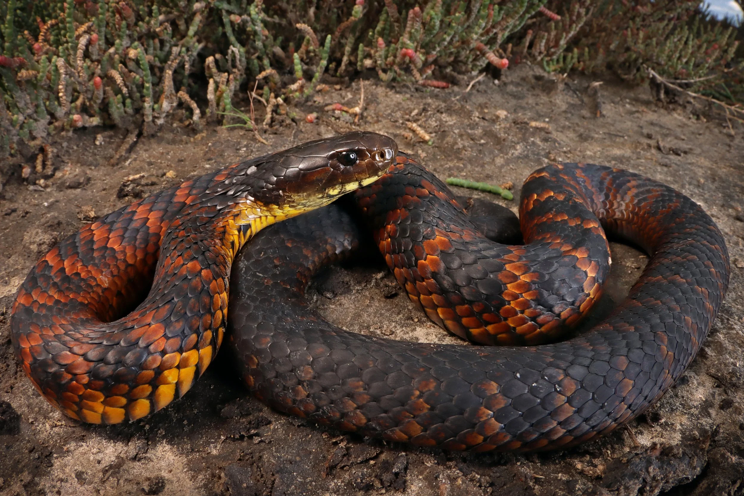 A coiled snake with black, orange, and yellow scales resting on sandy ground near some green plants.