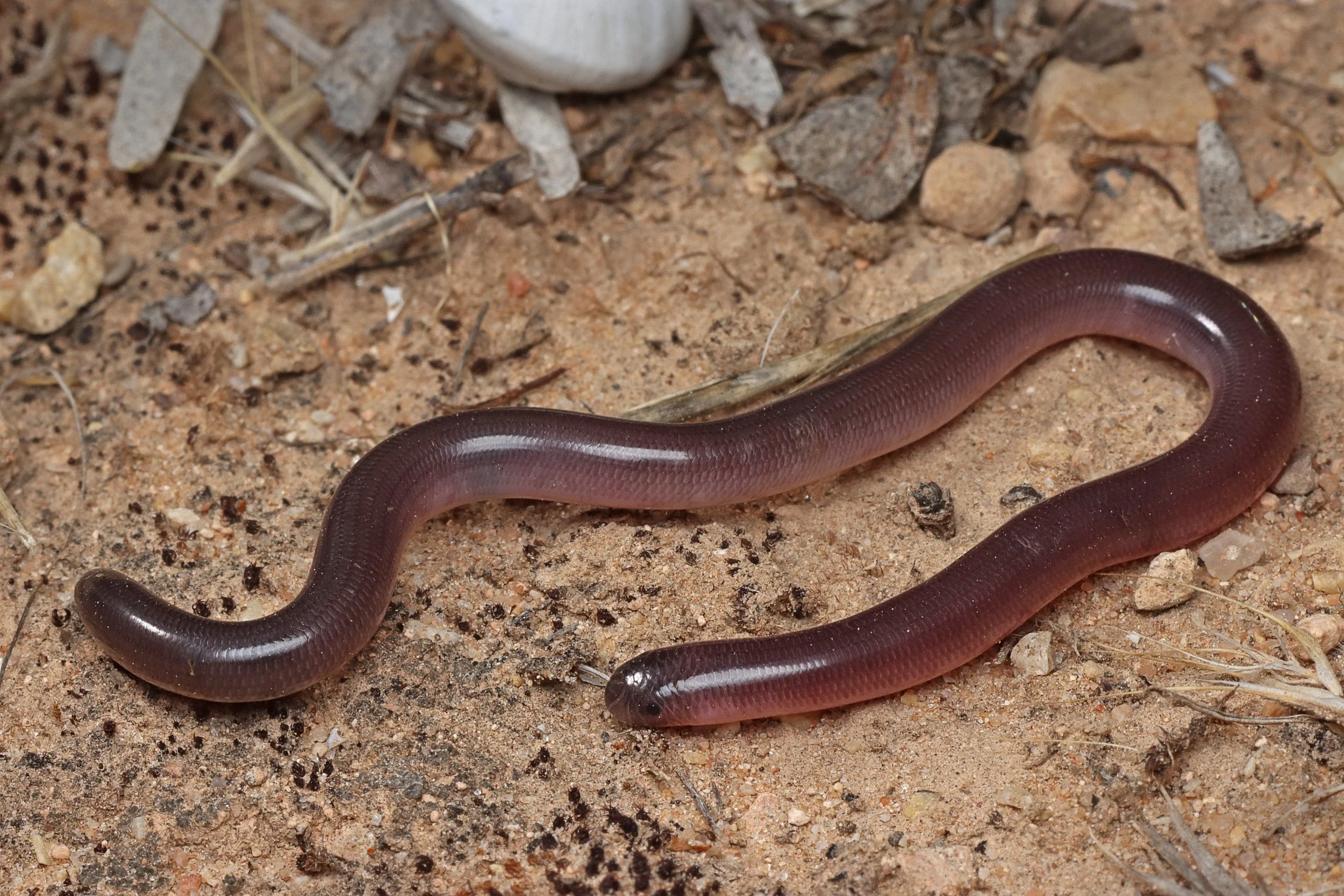 A brownish-red snake resembling an earthworm on sandy ground with small rocks and twigs.
