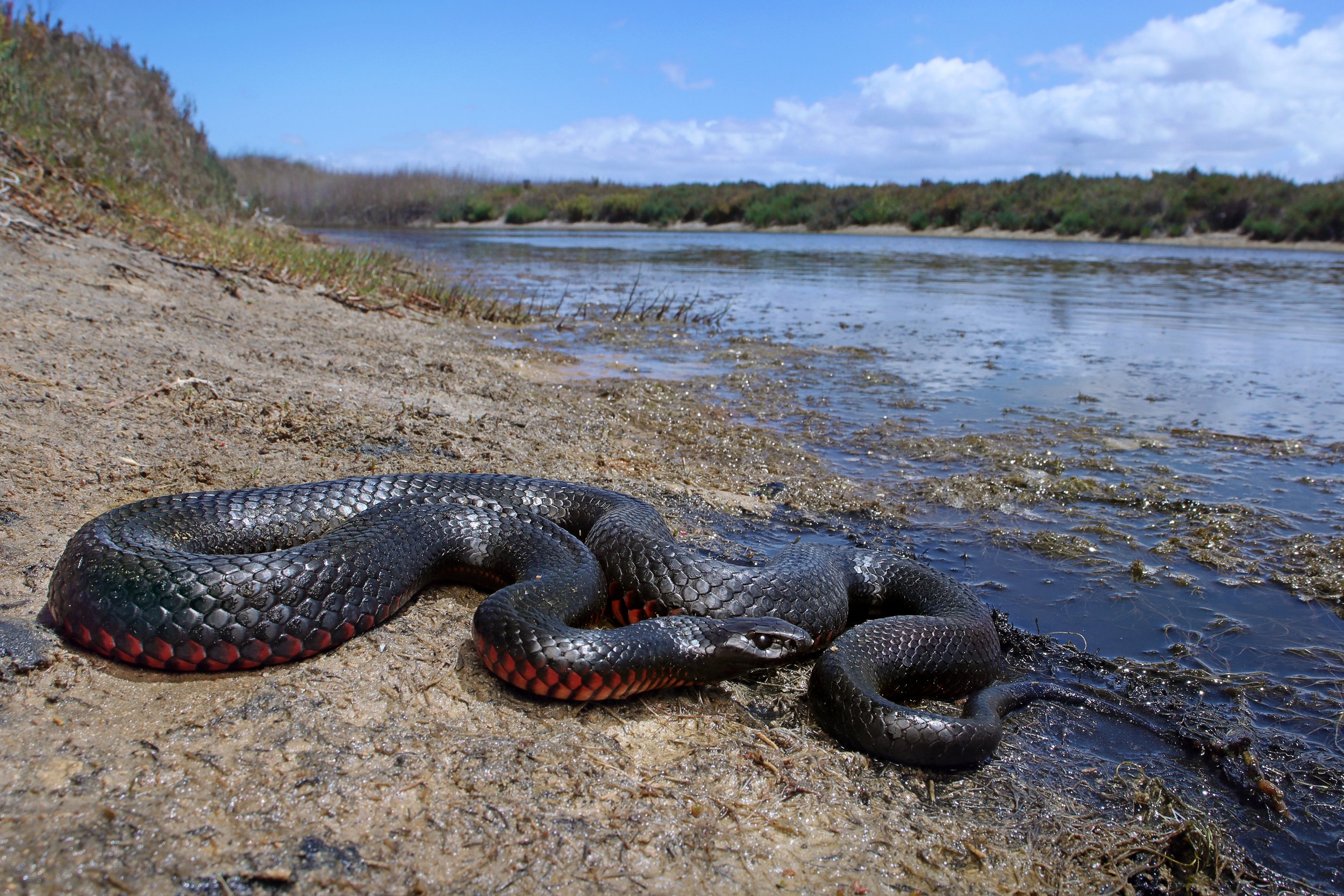 A black and red snake on sandy riverbank with water and trees in the background.