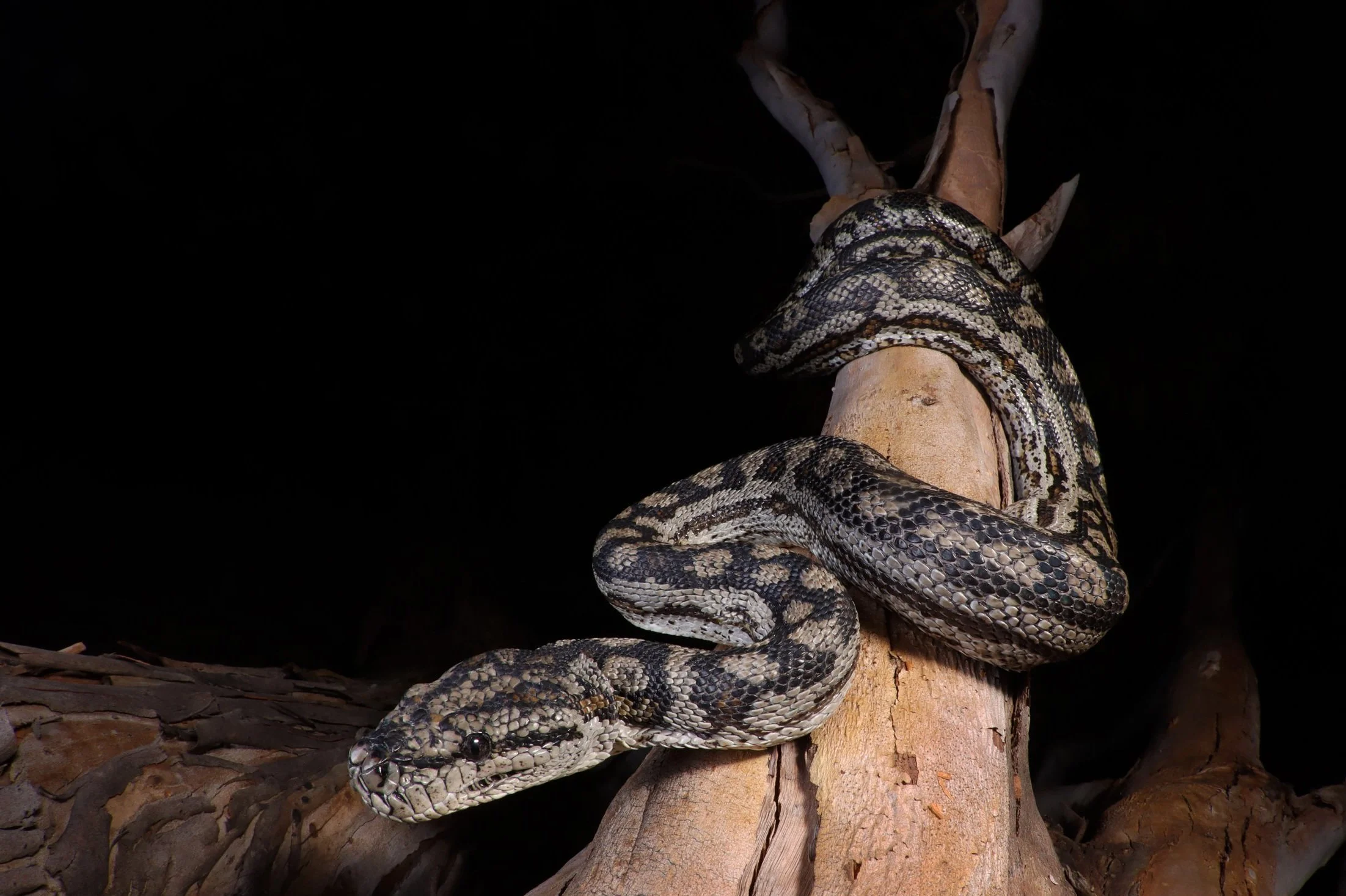A snake with black, white, and beige patterned scales coiled around a tree branch in a dark environment.