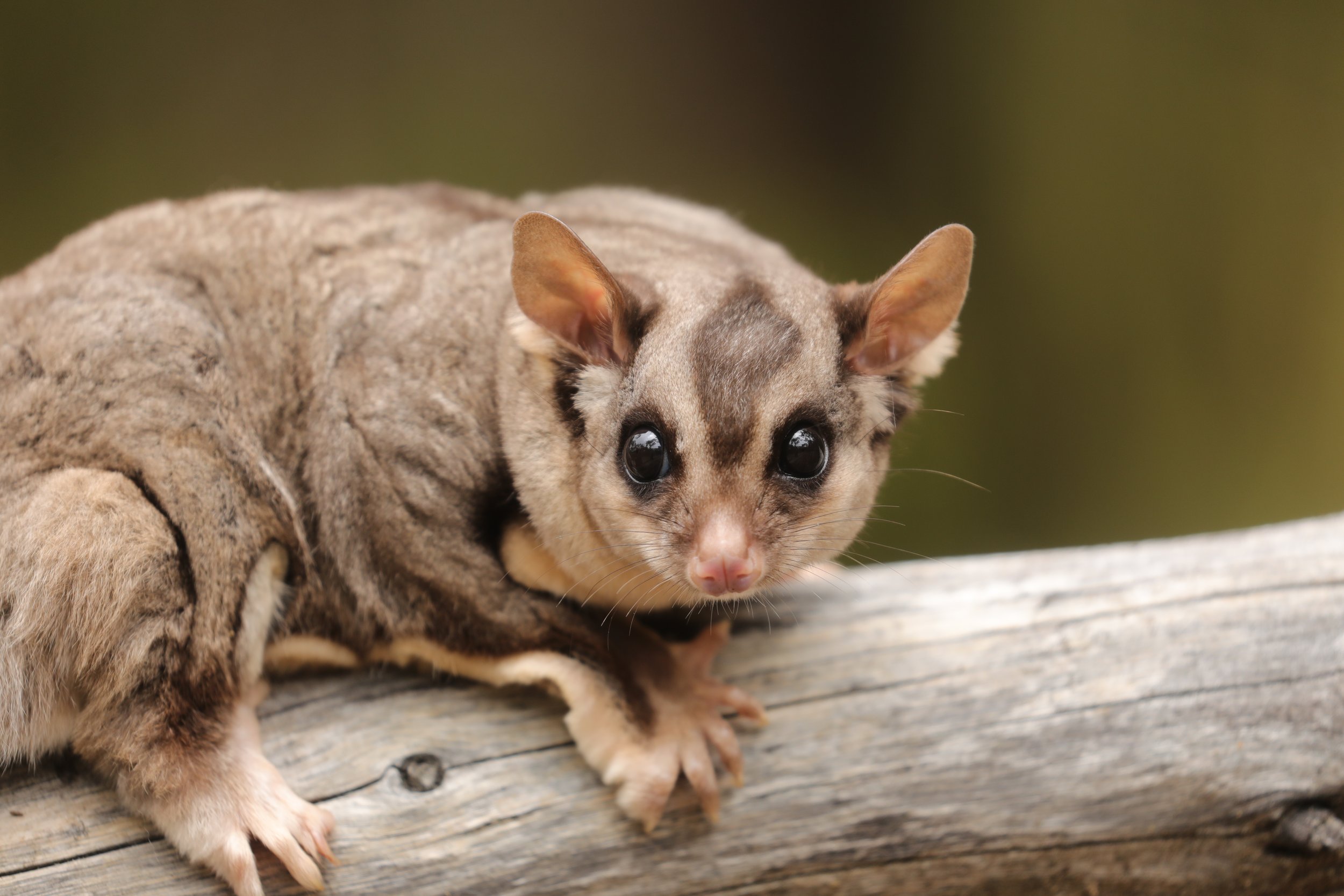 Close-up of a Squirrel glider with large black eyes, long ears, and a pink nose on a wooden log.