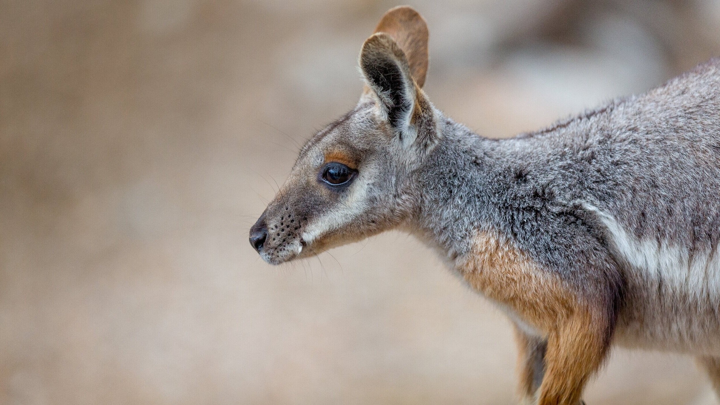 Close-up of a gray wallaby standing sideways with a blurred beige background.
