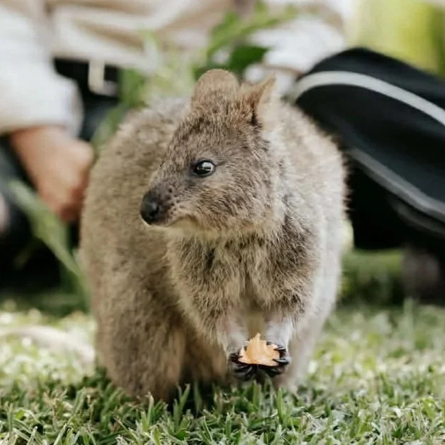 A quokka holding a small leaf in its paw while standing on grass.