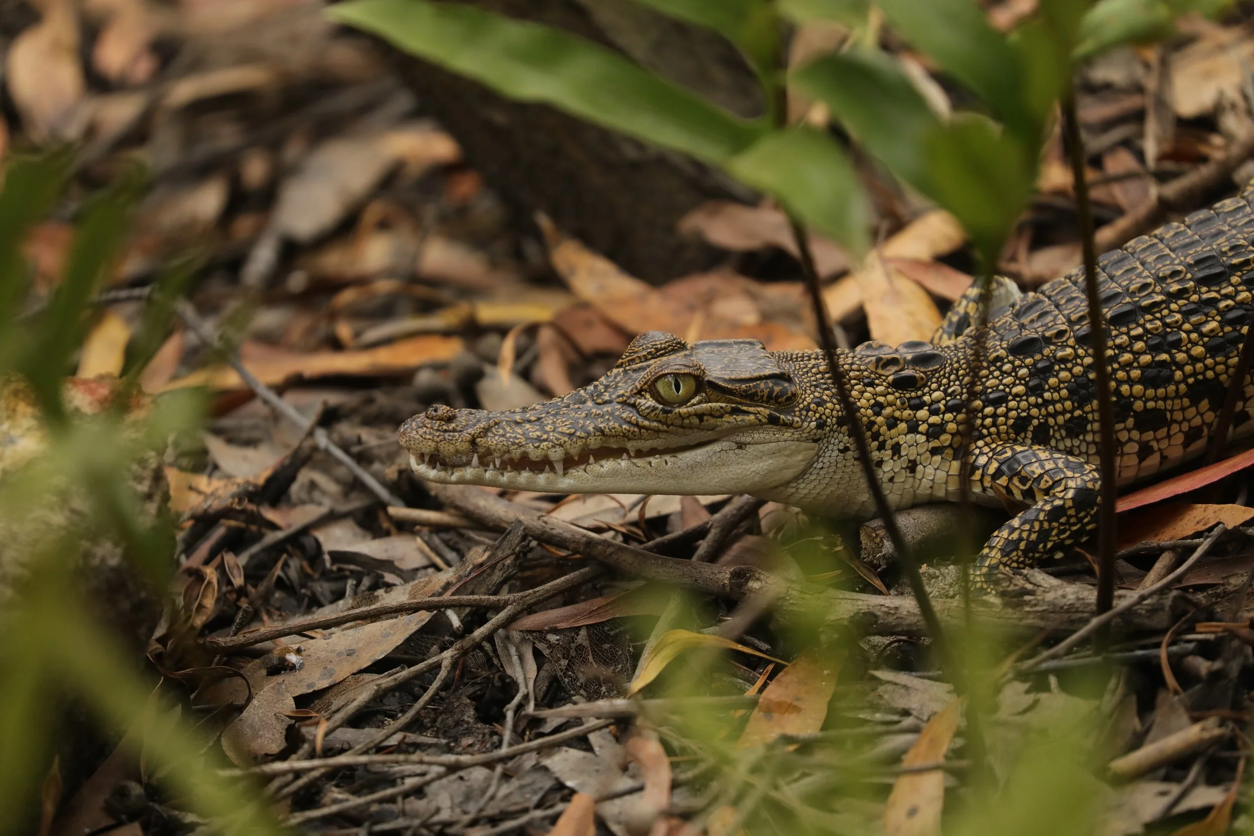 Close-up of a young crocodile lying on a forest floor surrounded by dry leaves and small plants.