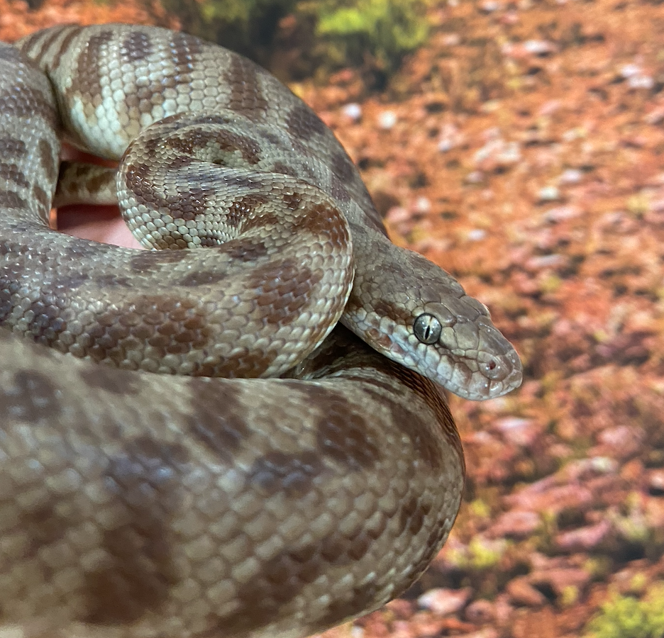 Close-up of a coiled python with patterned brown and tan scales, resting on a surface with autumn leaves.