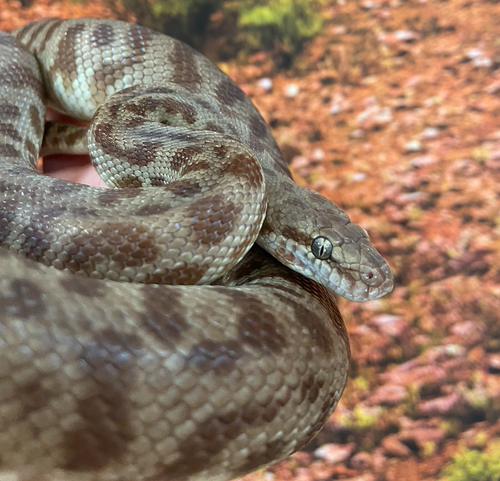 Australian Pythons | Explore Australian Pythons – Book a Encounter ...