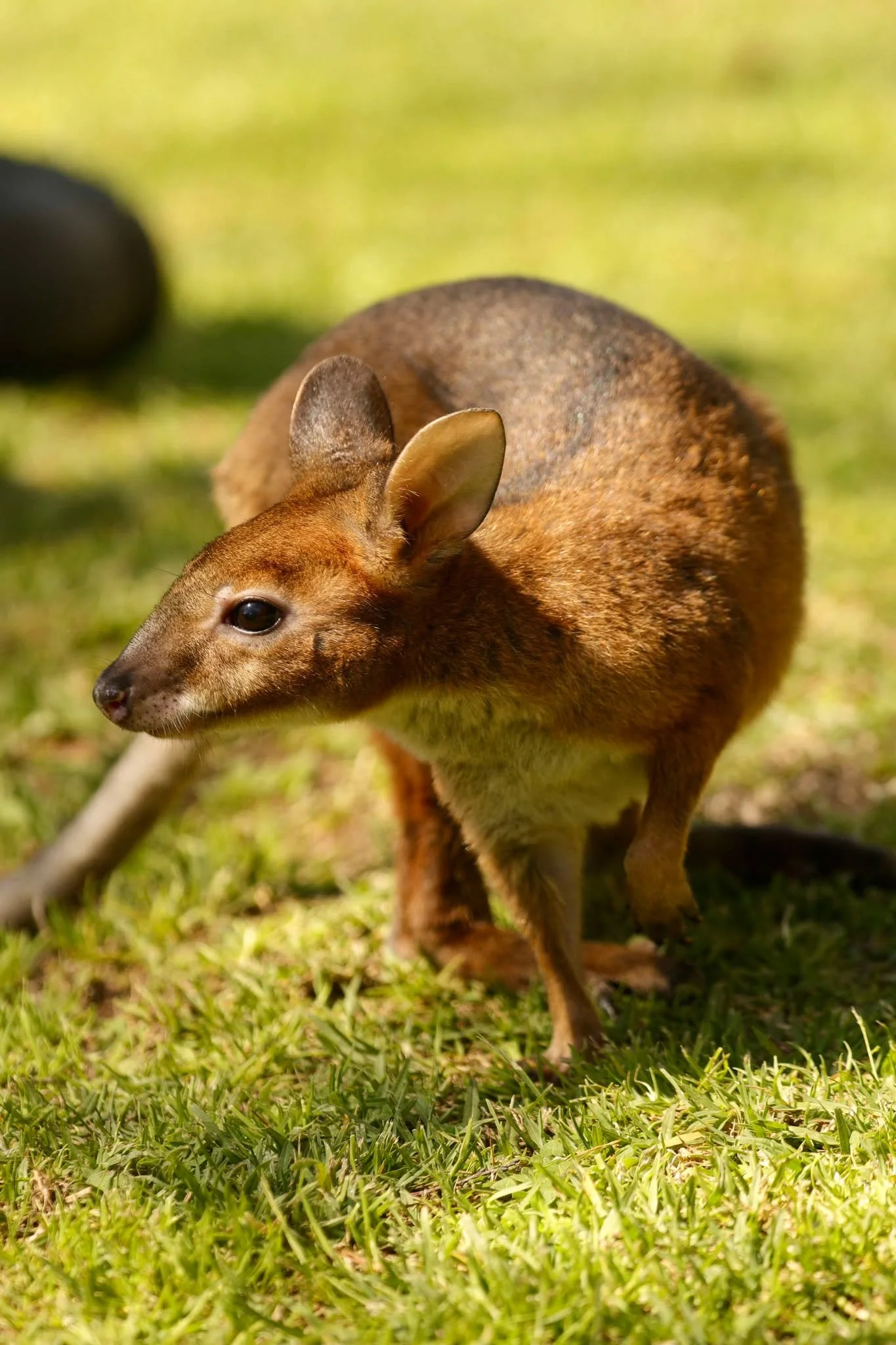 Close-up of a pademelon, a small brown marsupial with large ears, walking on green grass, with a blurred background.