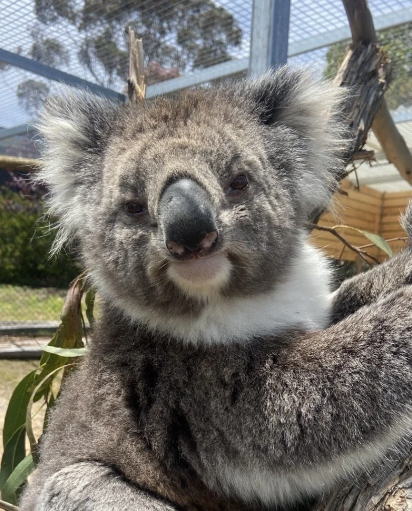 Close-up of a koala resting on a tree branch.