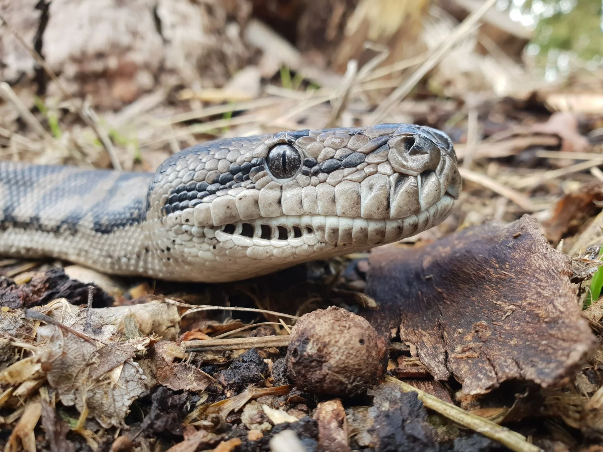 Close-up of a snake with patterned black, gray, and white scales, resting on a forest floor with dried leaves and small twigs.