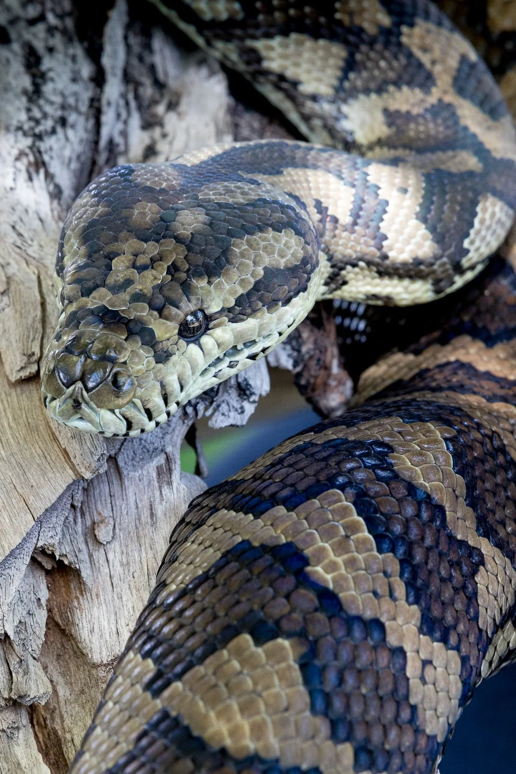 Close-up of a snake with patterned brown, black, and beige scales resting on a tree branch.