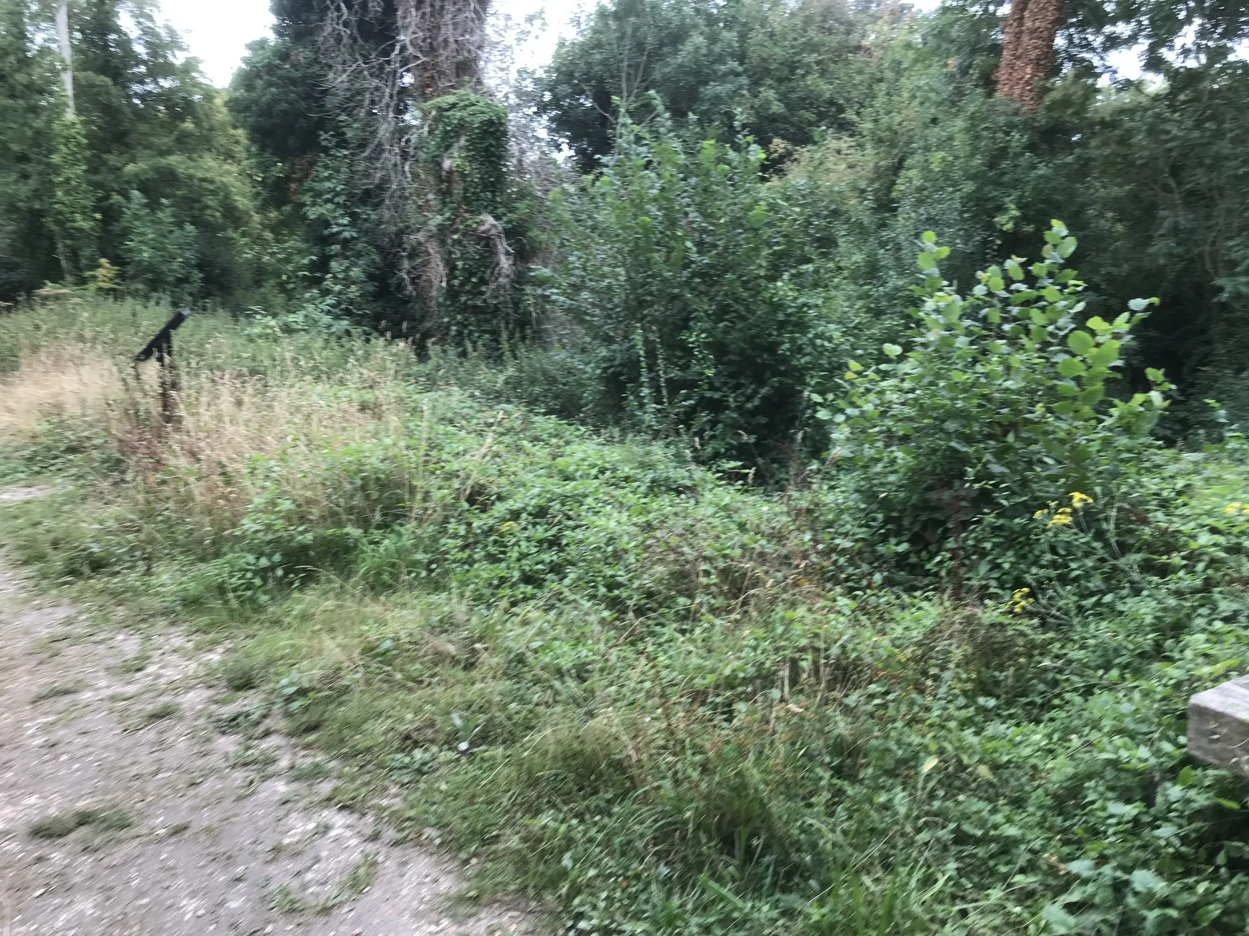 Information Board overgrown.jpeg