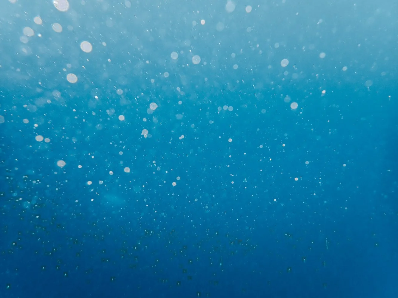 Sortie_mer_ (47).JPG