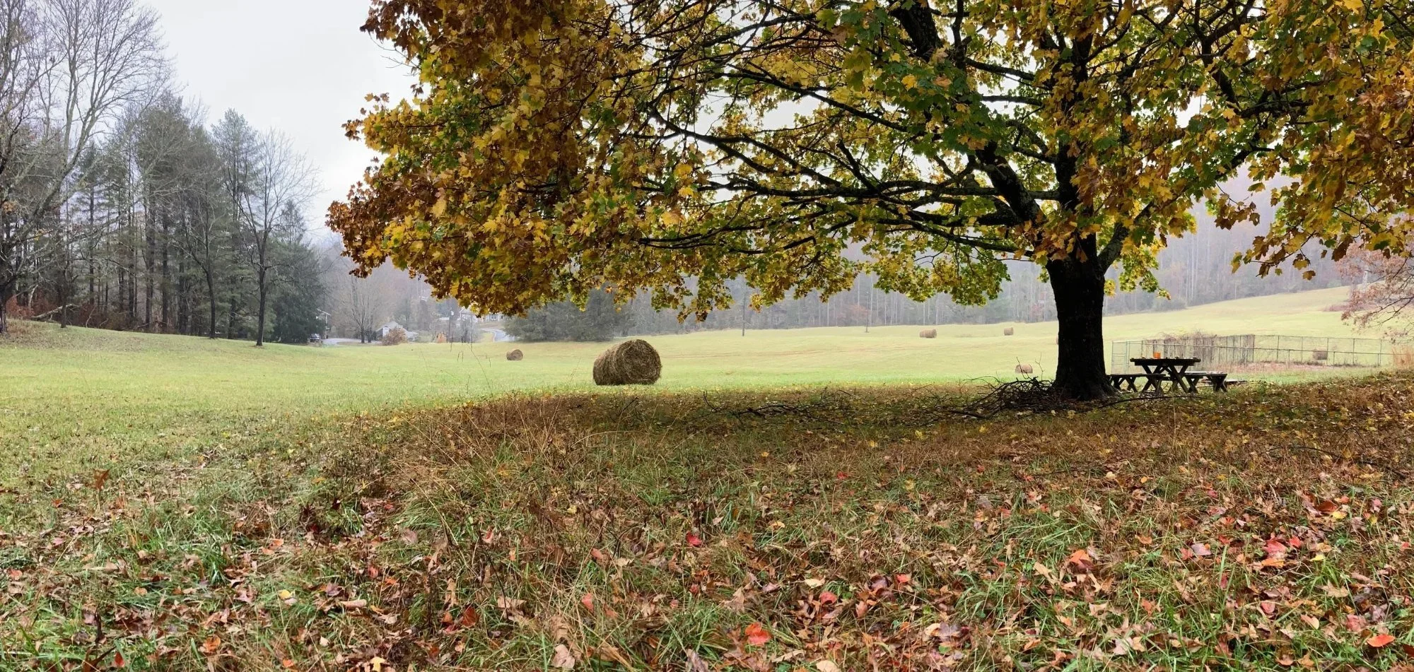 thornhill-farm-36.jpg