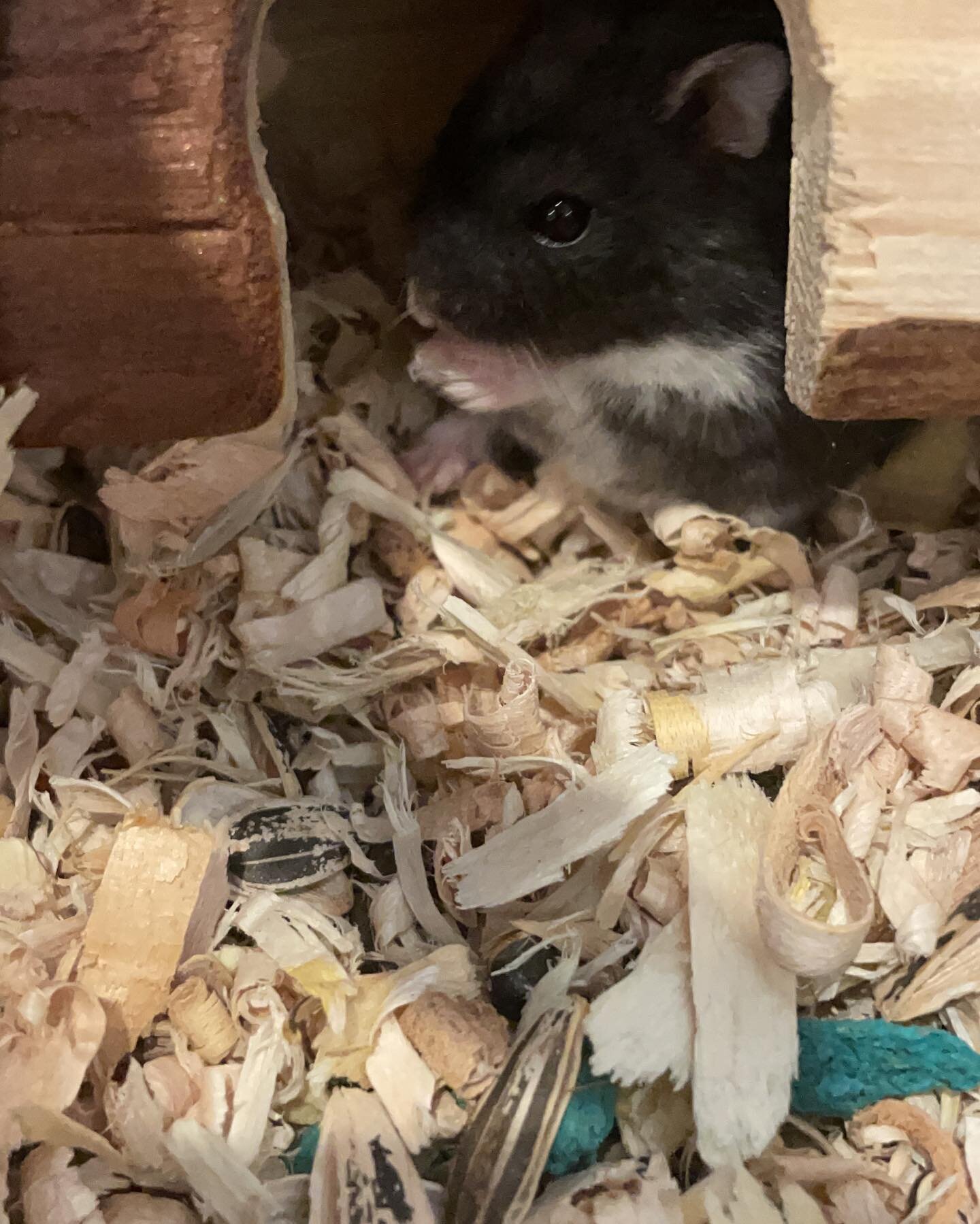 Remember I mentioned a little hamster named &ldquo;Nugget&rdquo;? Here's the post he deserves. He's actually my son Darien&rsquo;s hamster. In fact, I think he is a she 😁 but Darien loves his little Nugget. 
Nugget loves his natural habitat with sev