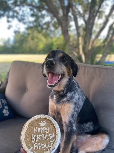 Dog friendly cakes clearance near me