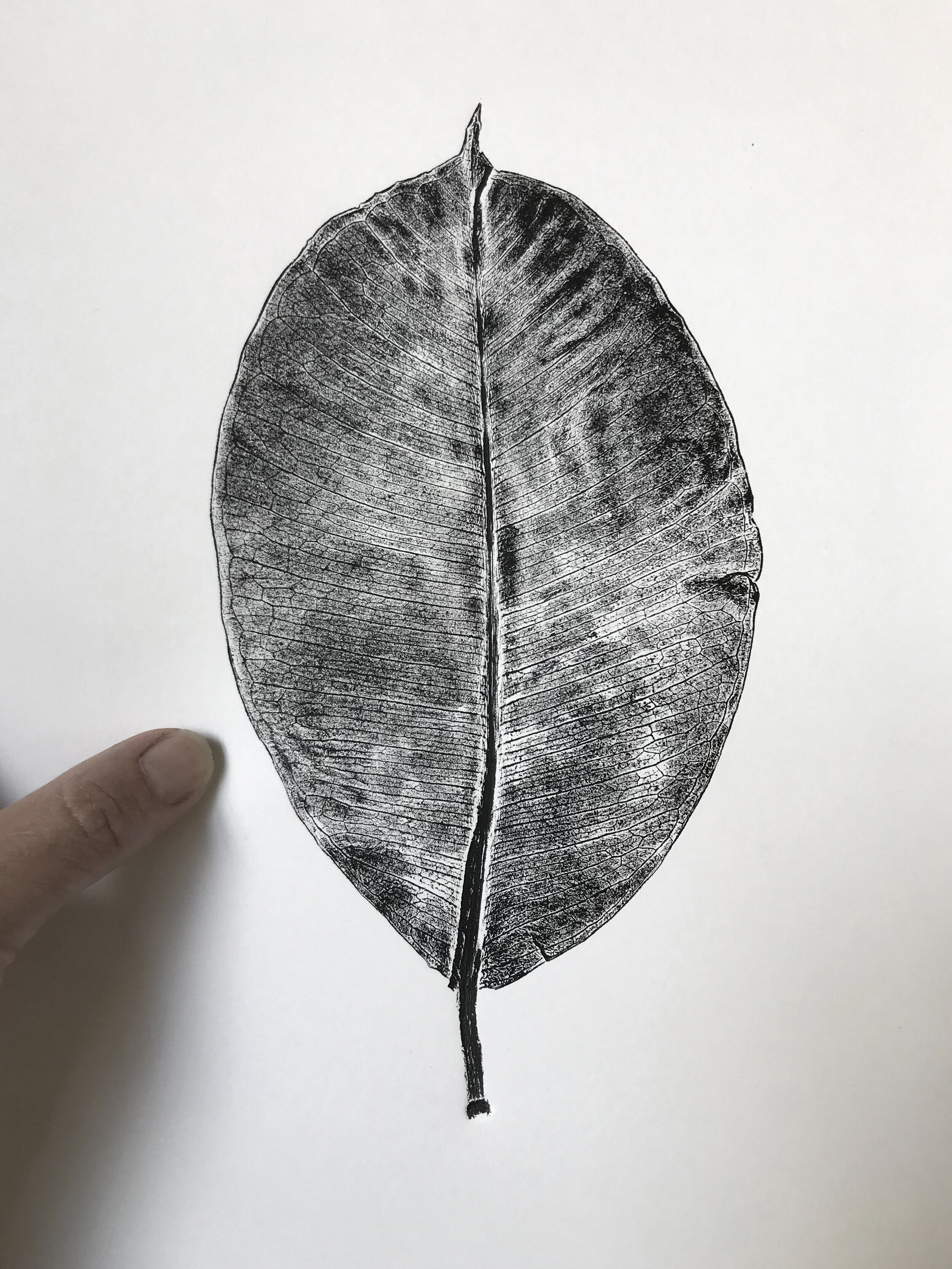 Rubber Plant - Ficus Elastica Ruby.jpeg