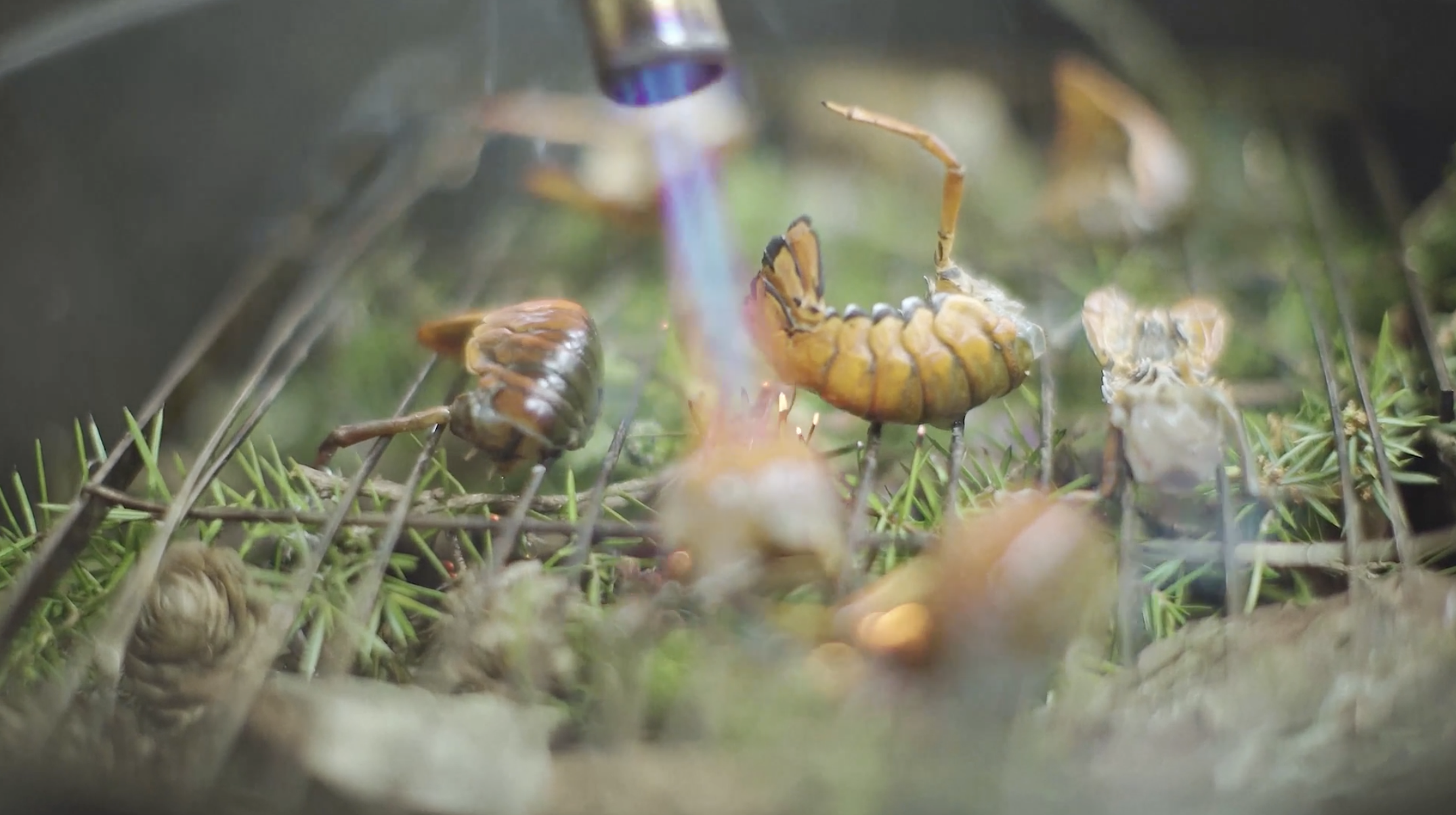 A close-up of a fire with caterpillars and insects on the ground surrounded by grass and twigs.