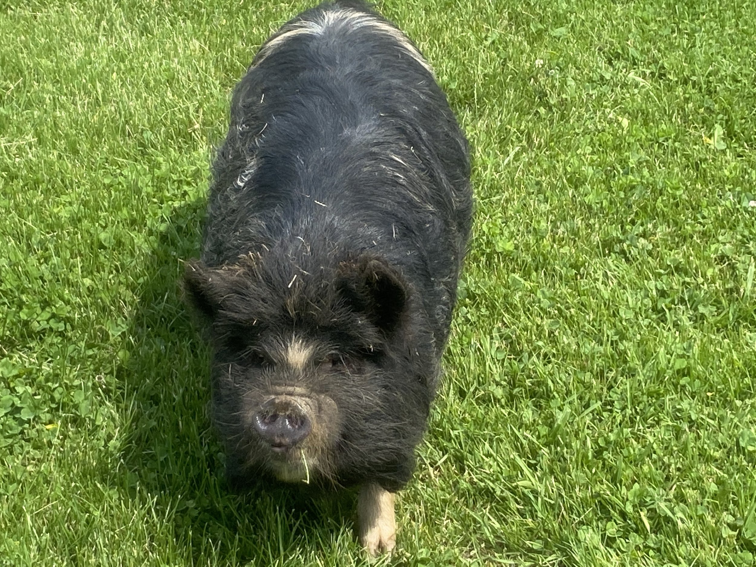 KuneKune Pigs — Vanity Farms