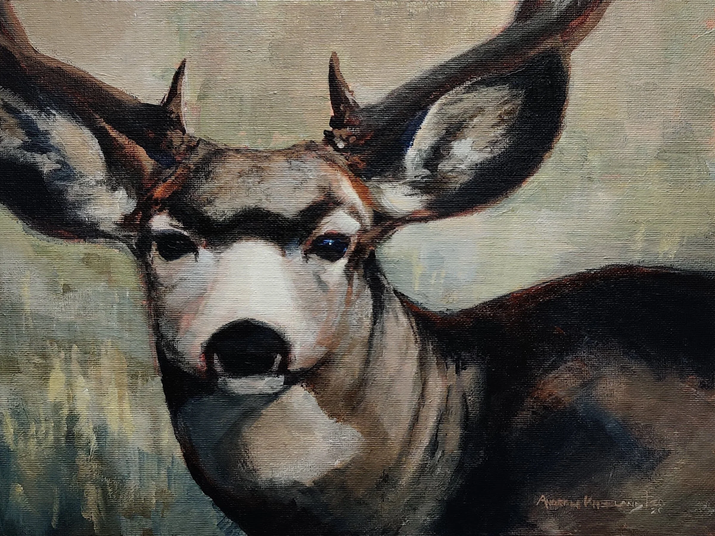 Mule Deer Study