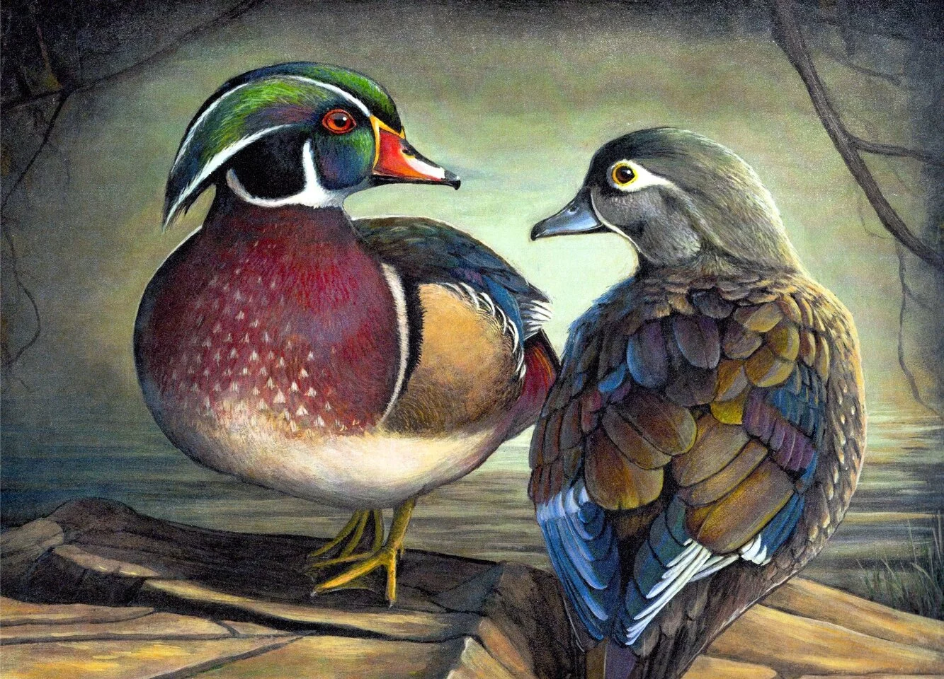 Wood Ducks 